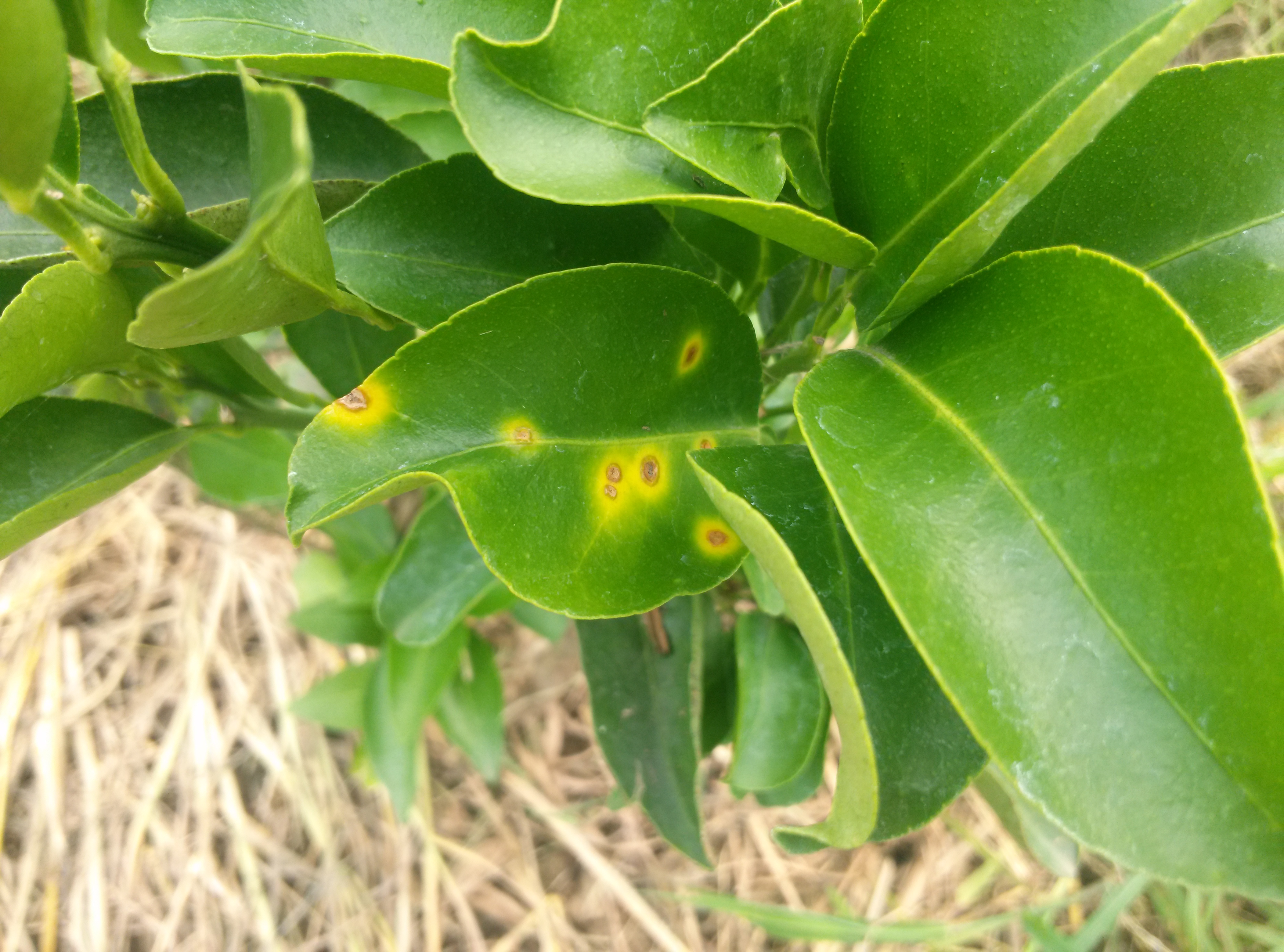 천혜향 병반증상 문의