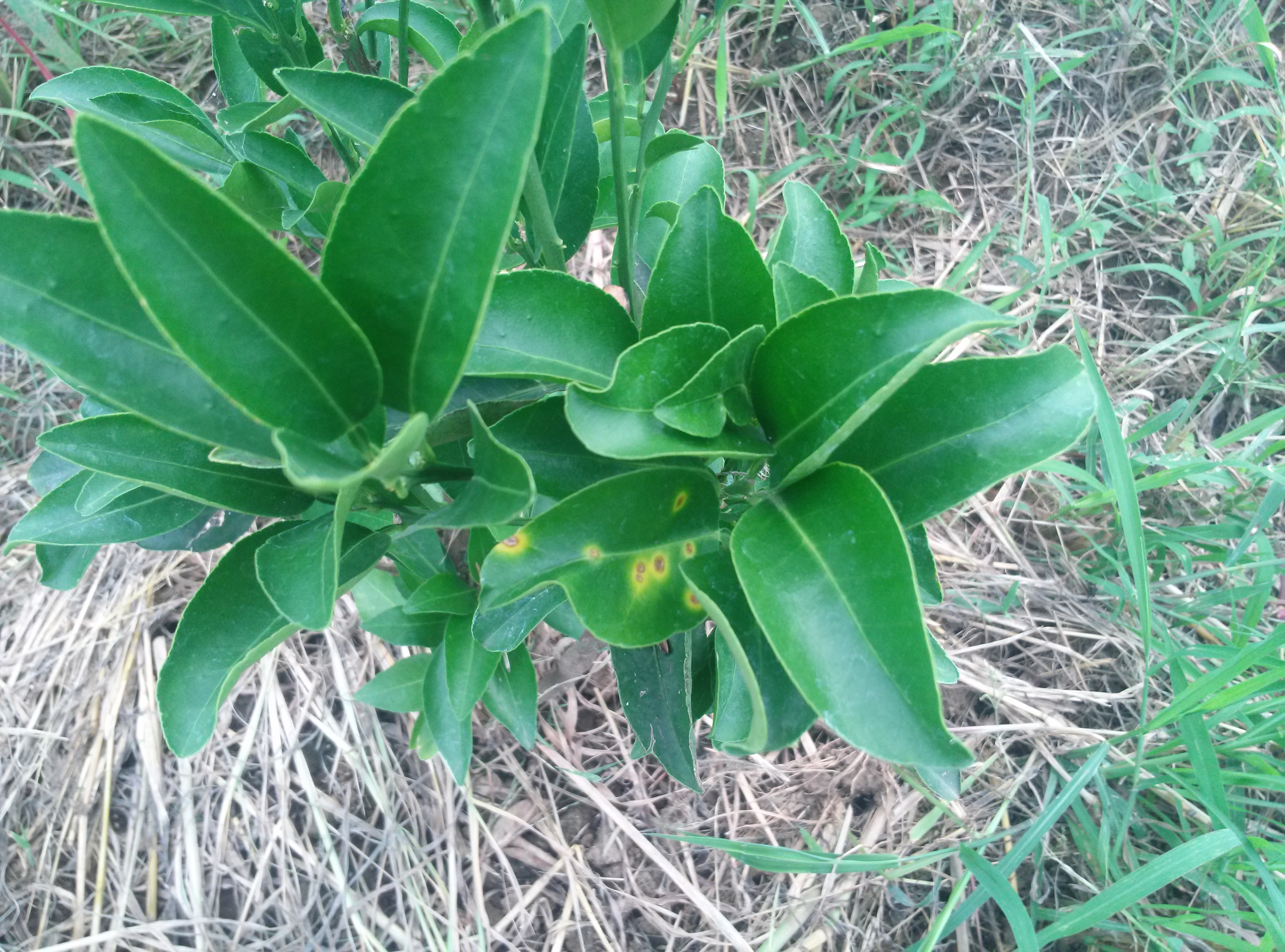 천혜향 병반증상 문의