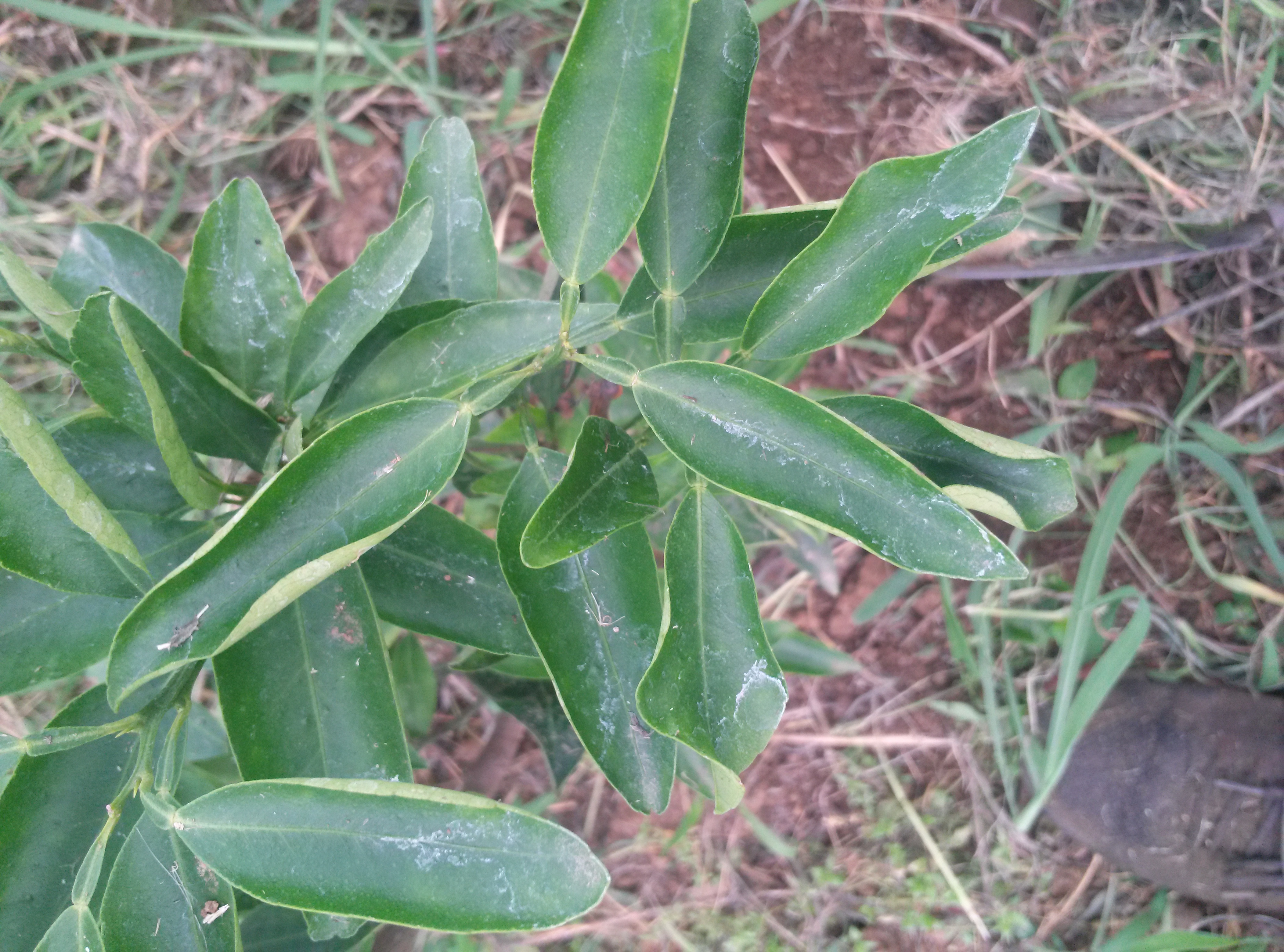 천혜향 병반증상 문의