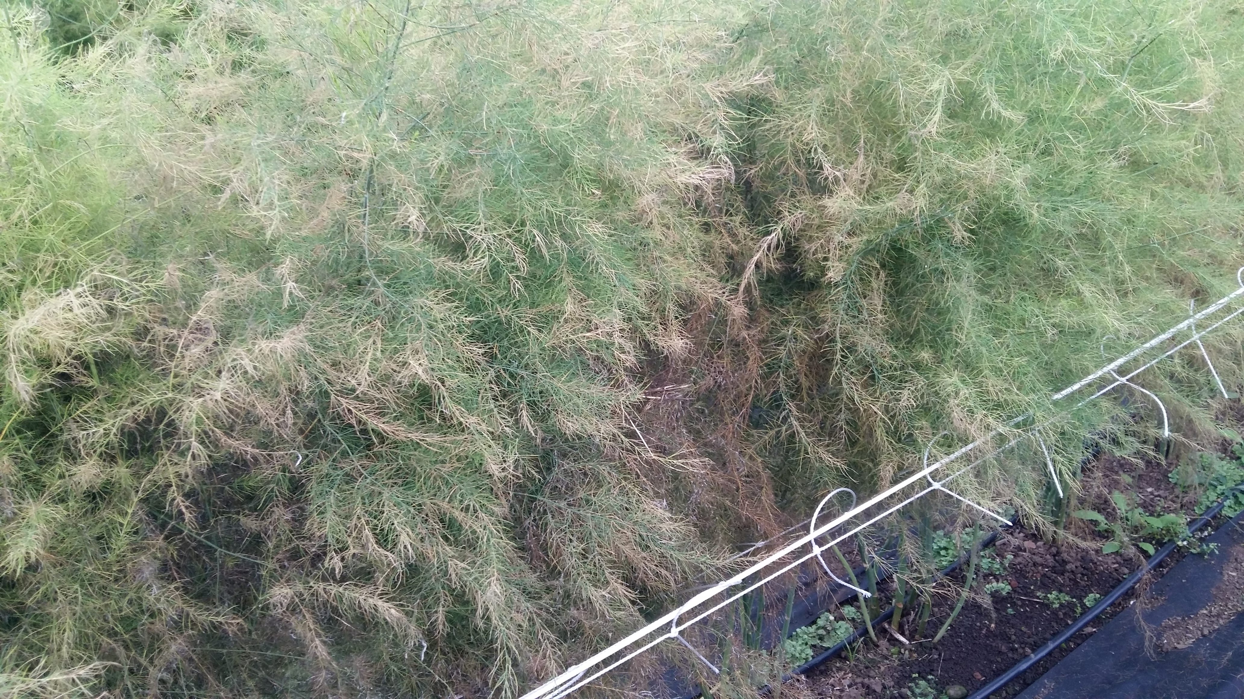 아스파라거스 병충해