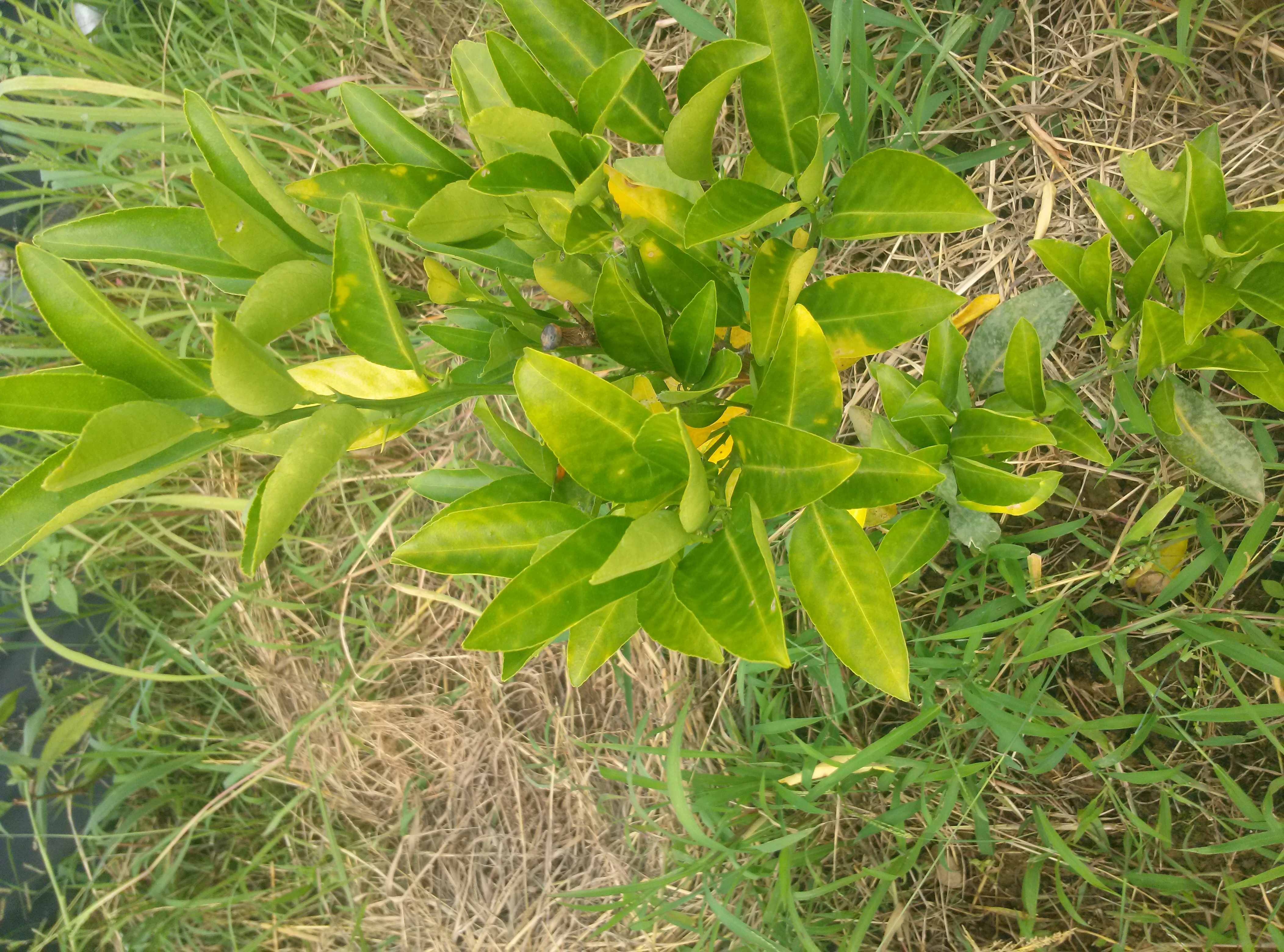 천혜향 병반증상 문의