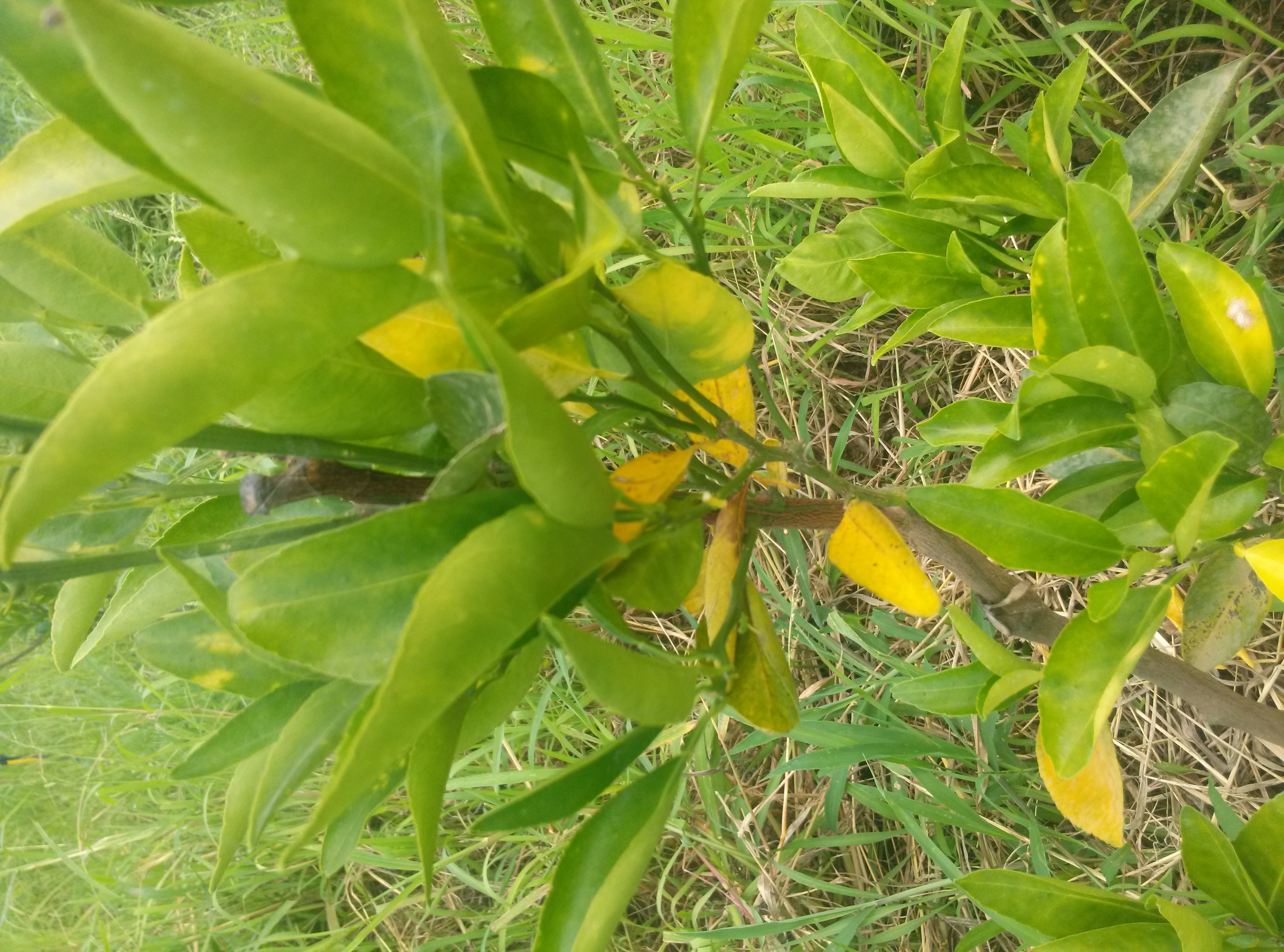 천혜향 병반증상 문의