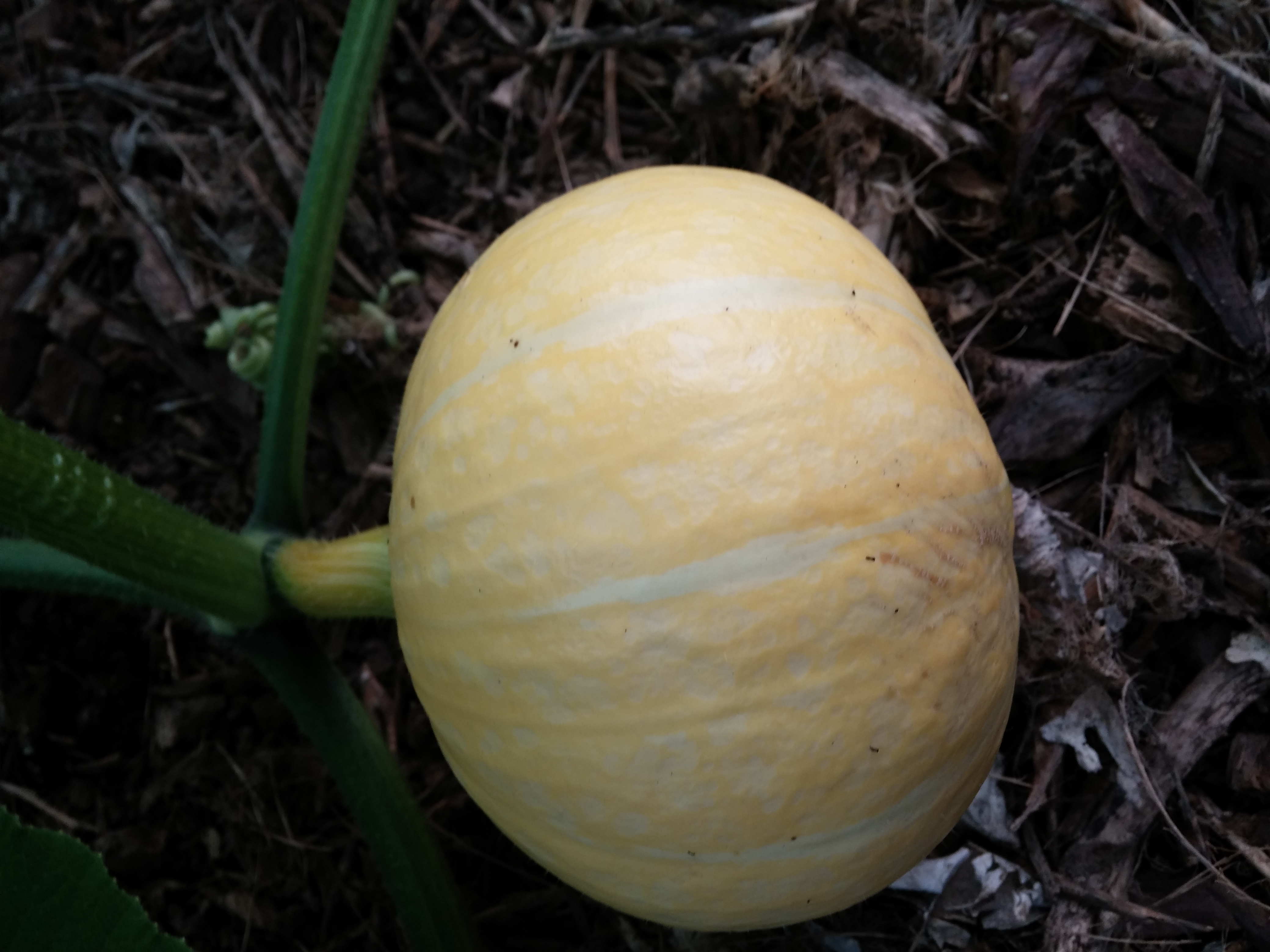 호박 사진 더 올립니다