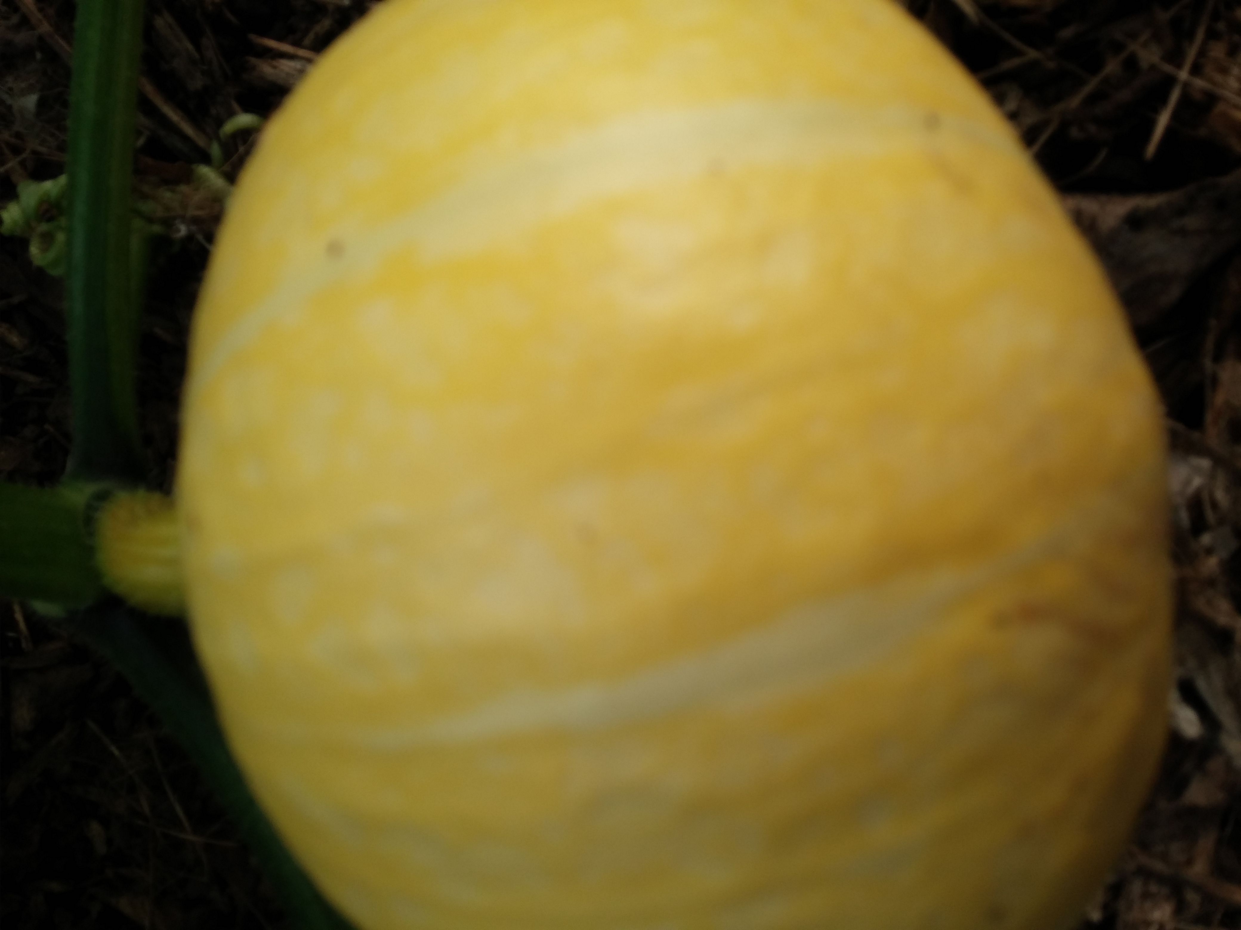 호박 품종을 알고싶습니다.