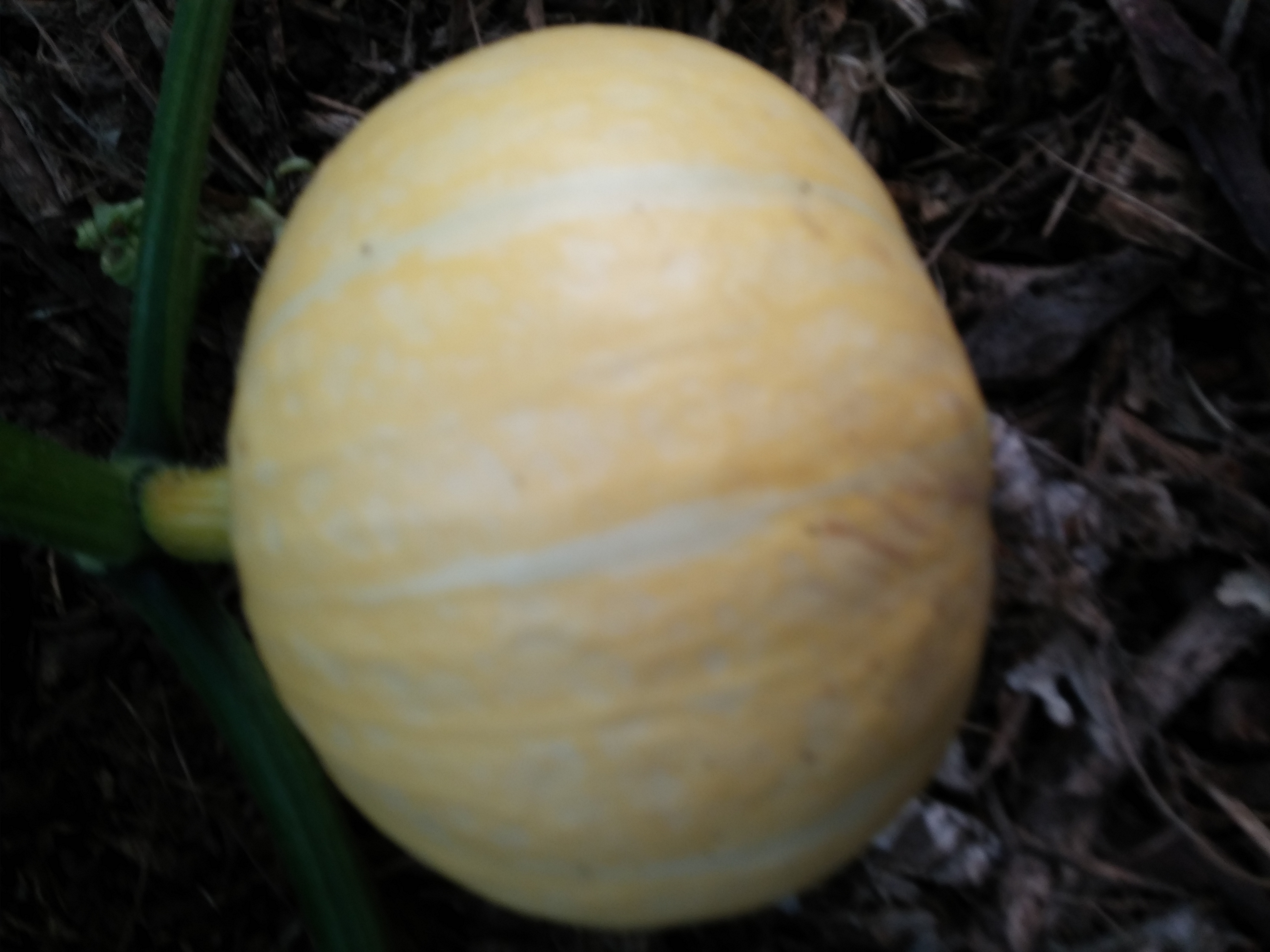 호박 사진 더 올립니다