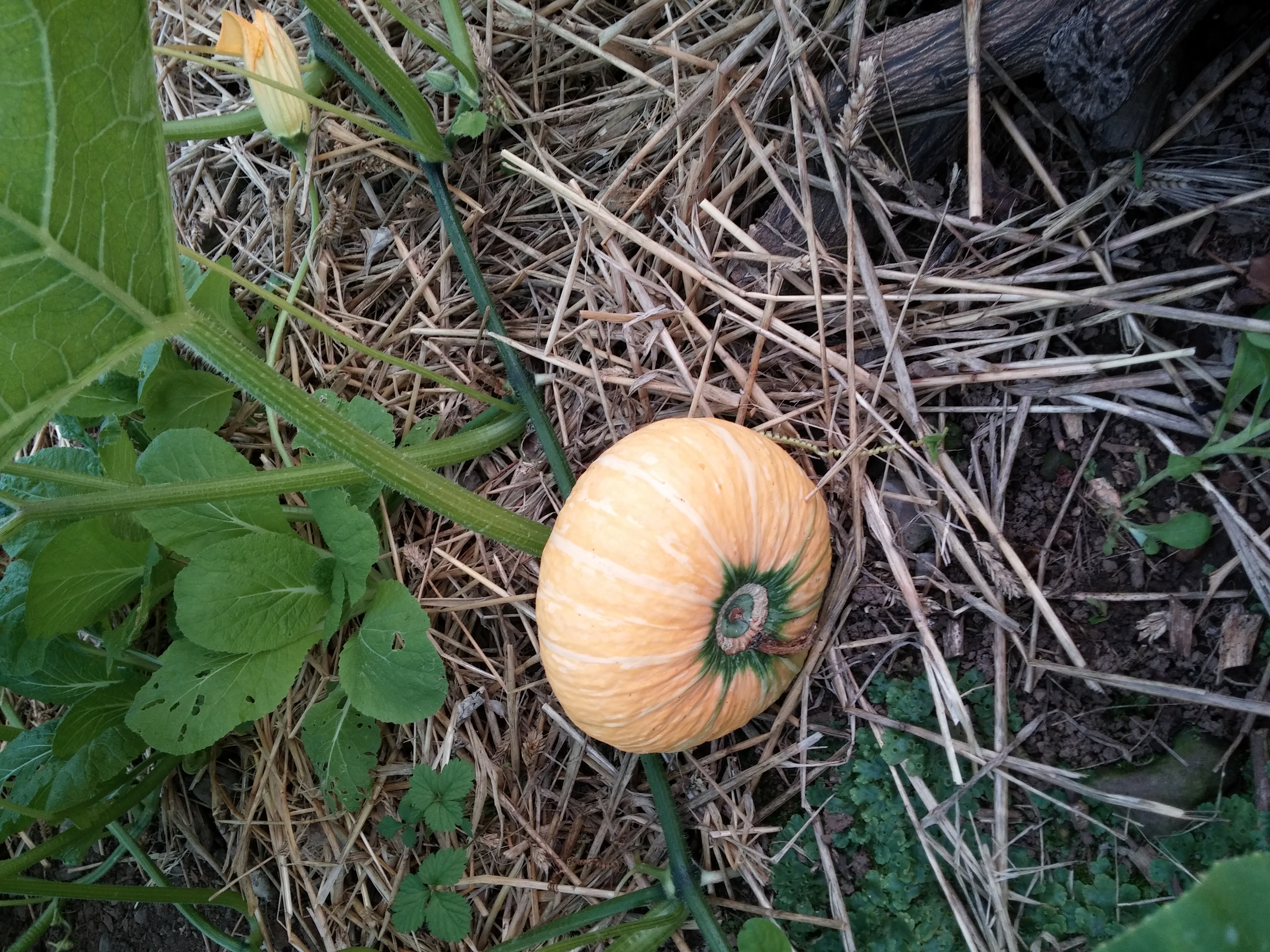 호박 사진 더 올립니다