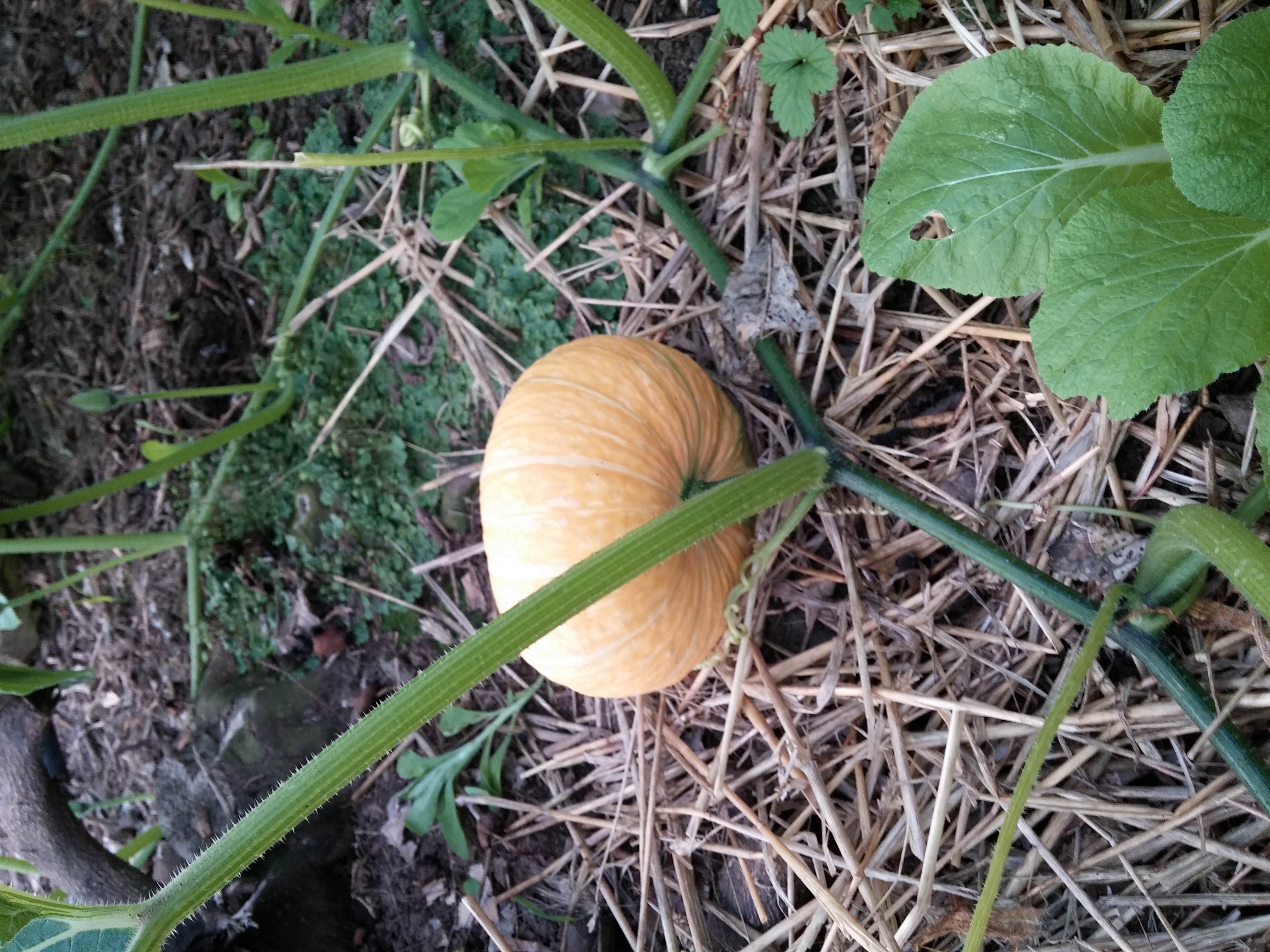 호박 사진 더 올립니다