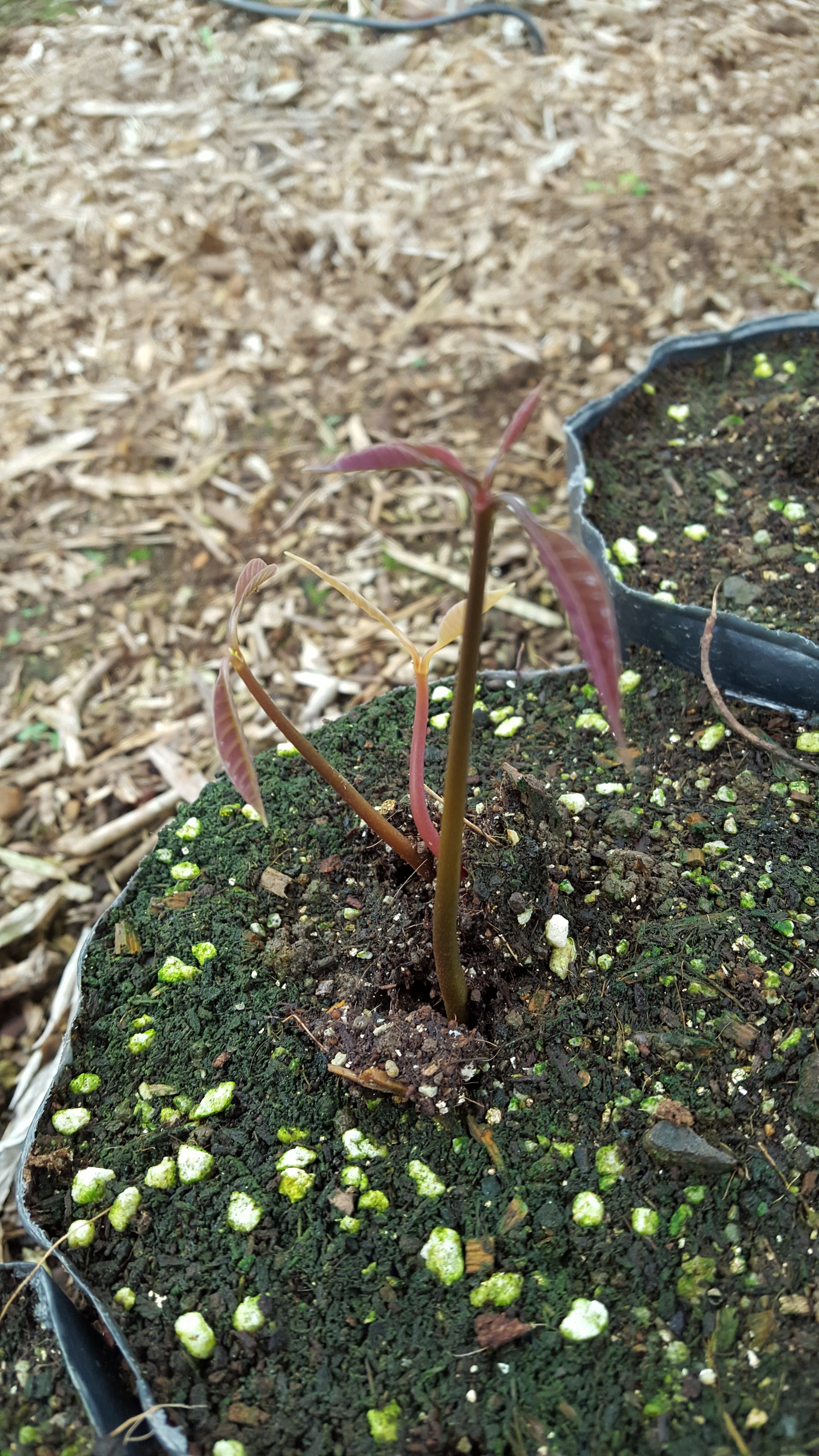 망고 육성 문의