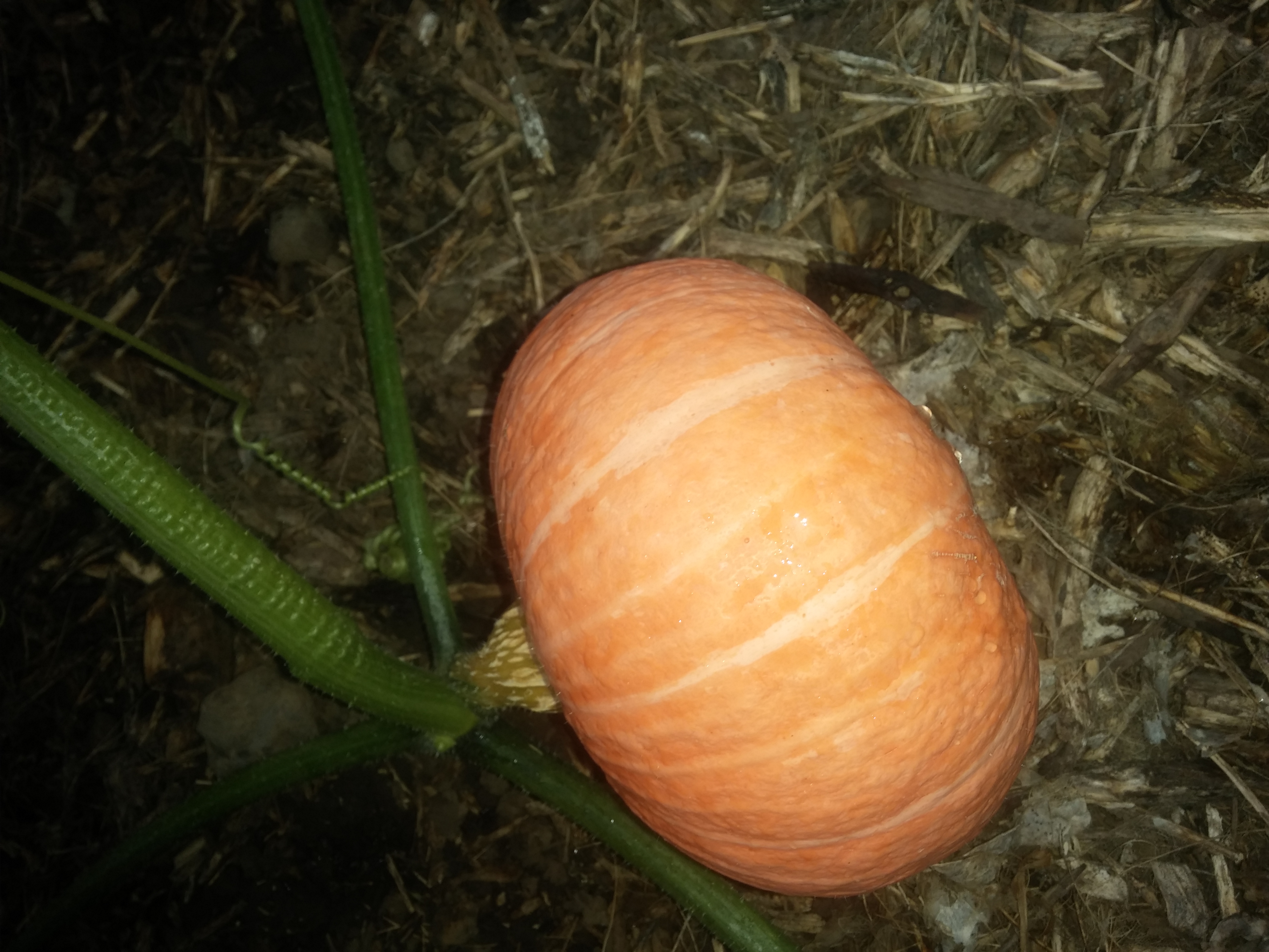 호박 사진 더 올립니다