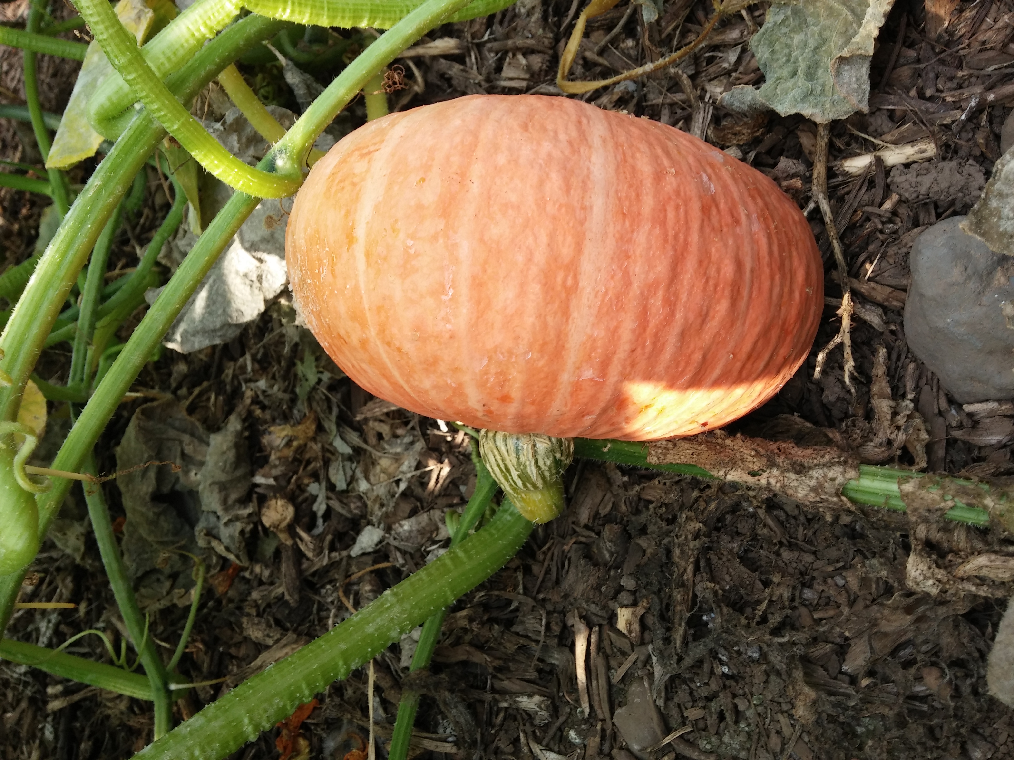 호박 사진 더 올립니다