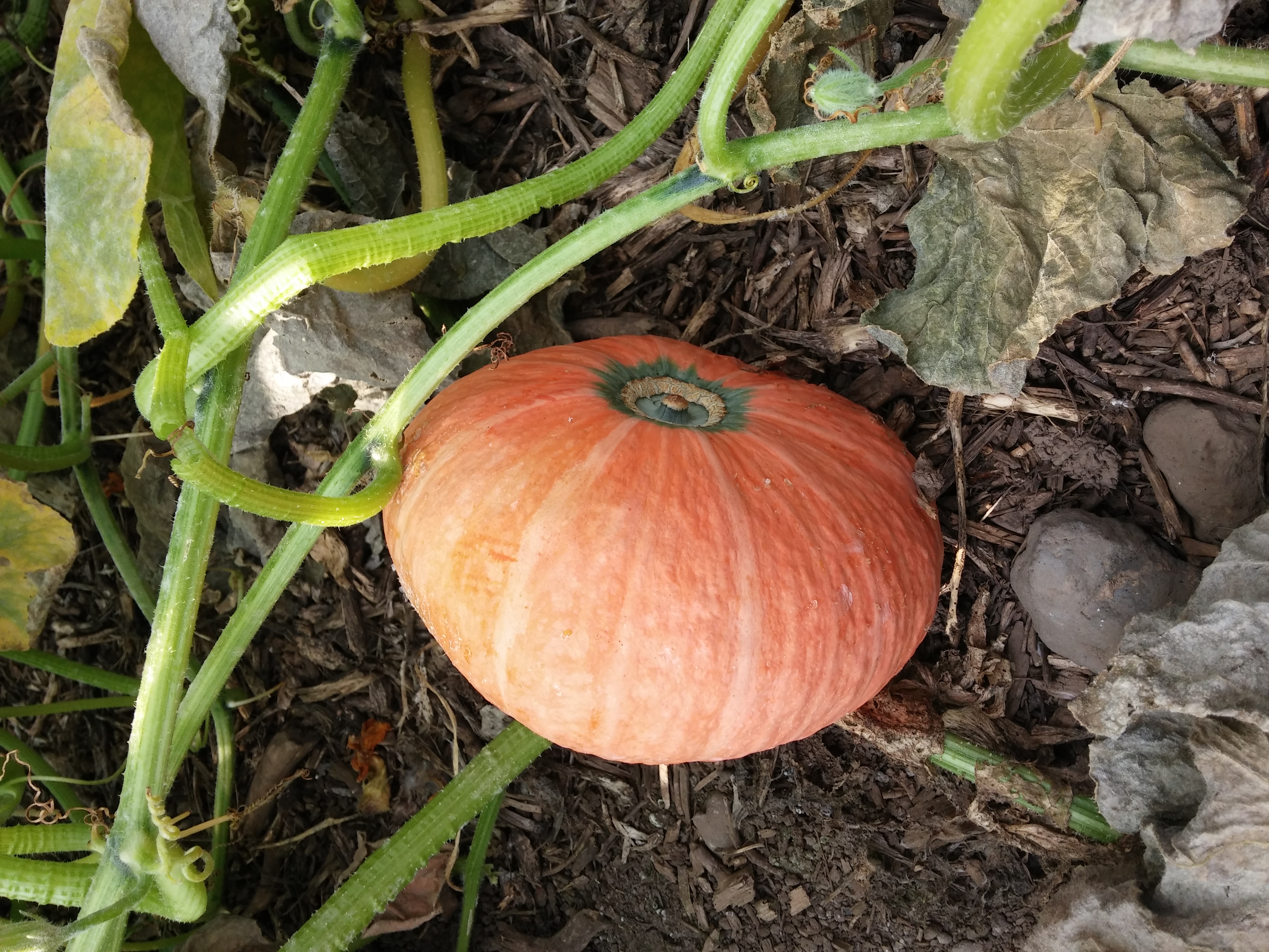 호박 사진 더 올립니다