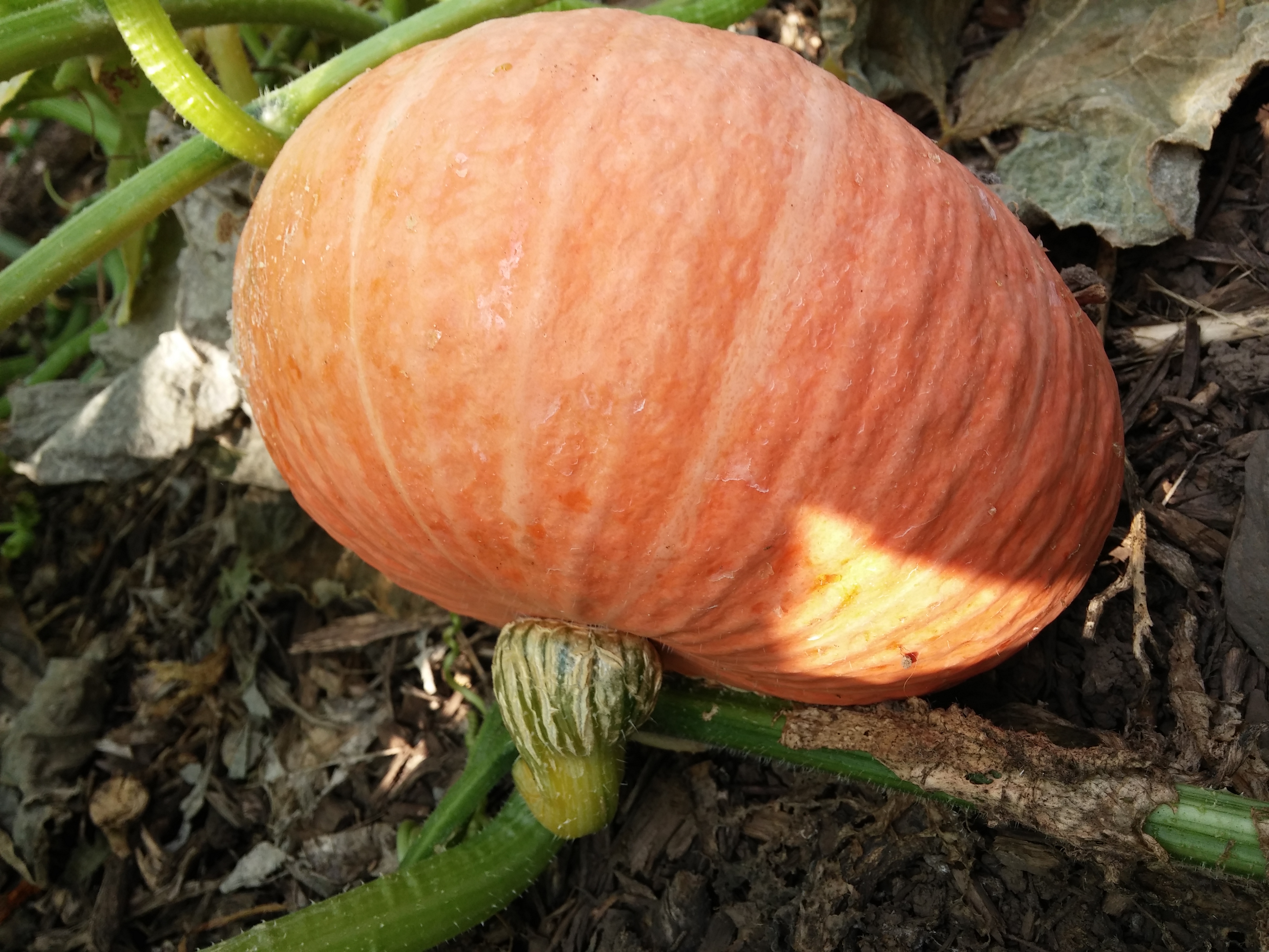 호박 사진 더 올립니다