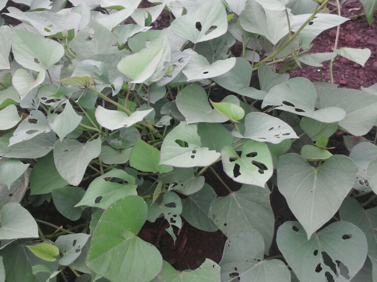 콩하고 고구마 잎이 이상합니다.