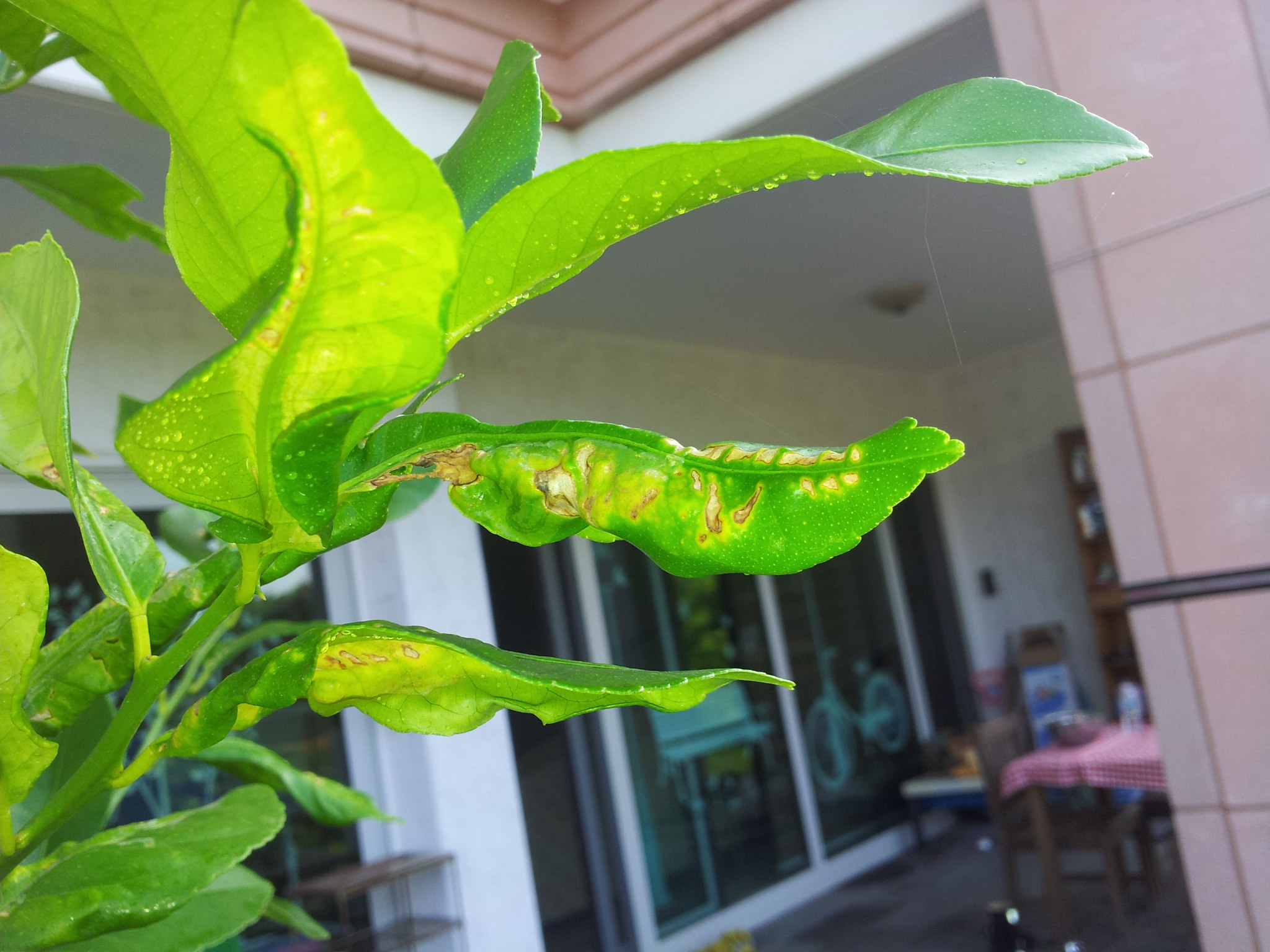 레몬나무가 이상해요.