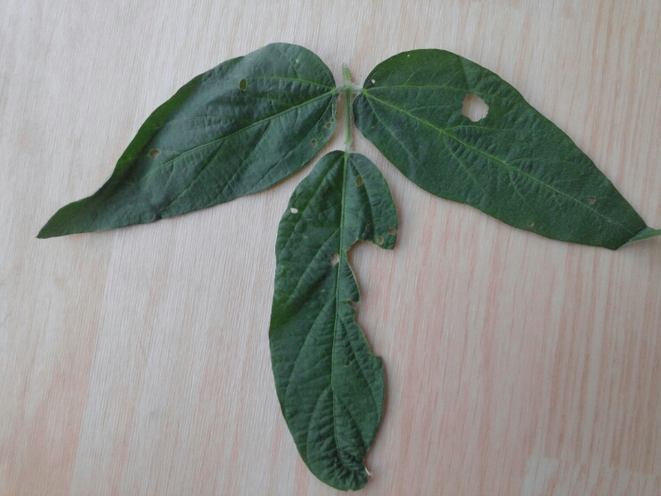 콩하고 고구마 잎이 이상합니다.