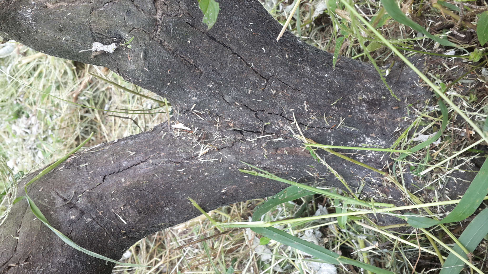 감귤나무 수지병 문의 드립니다.