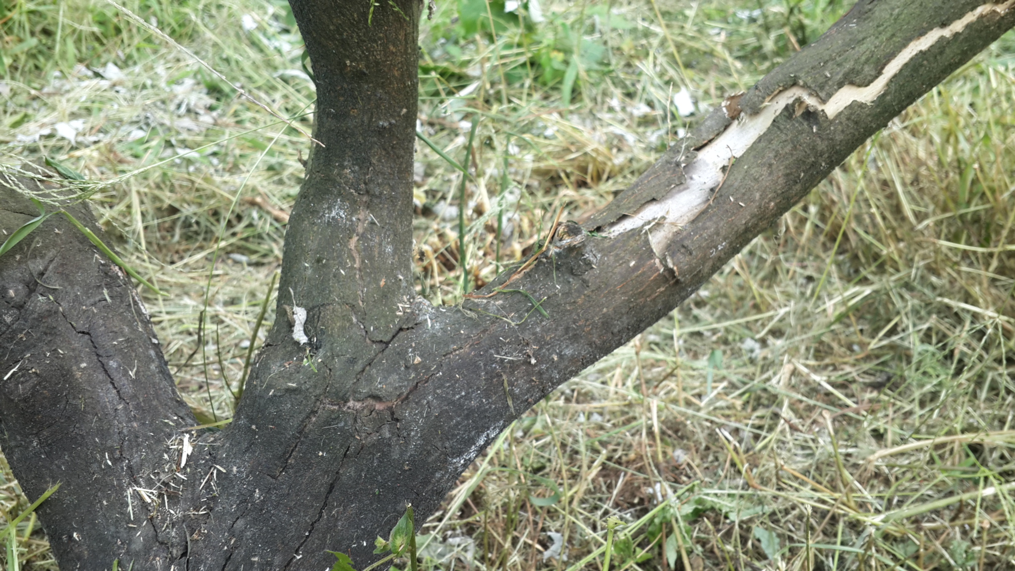 감귤나무 수지병 문의 드립니다.