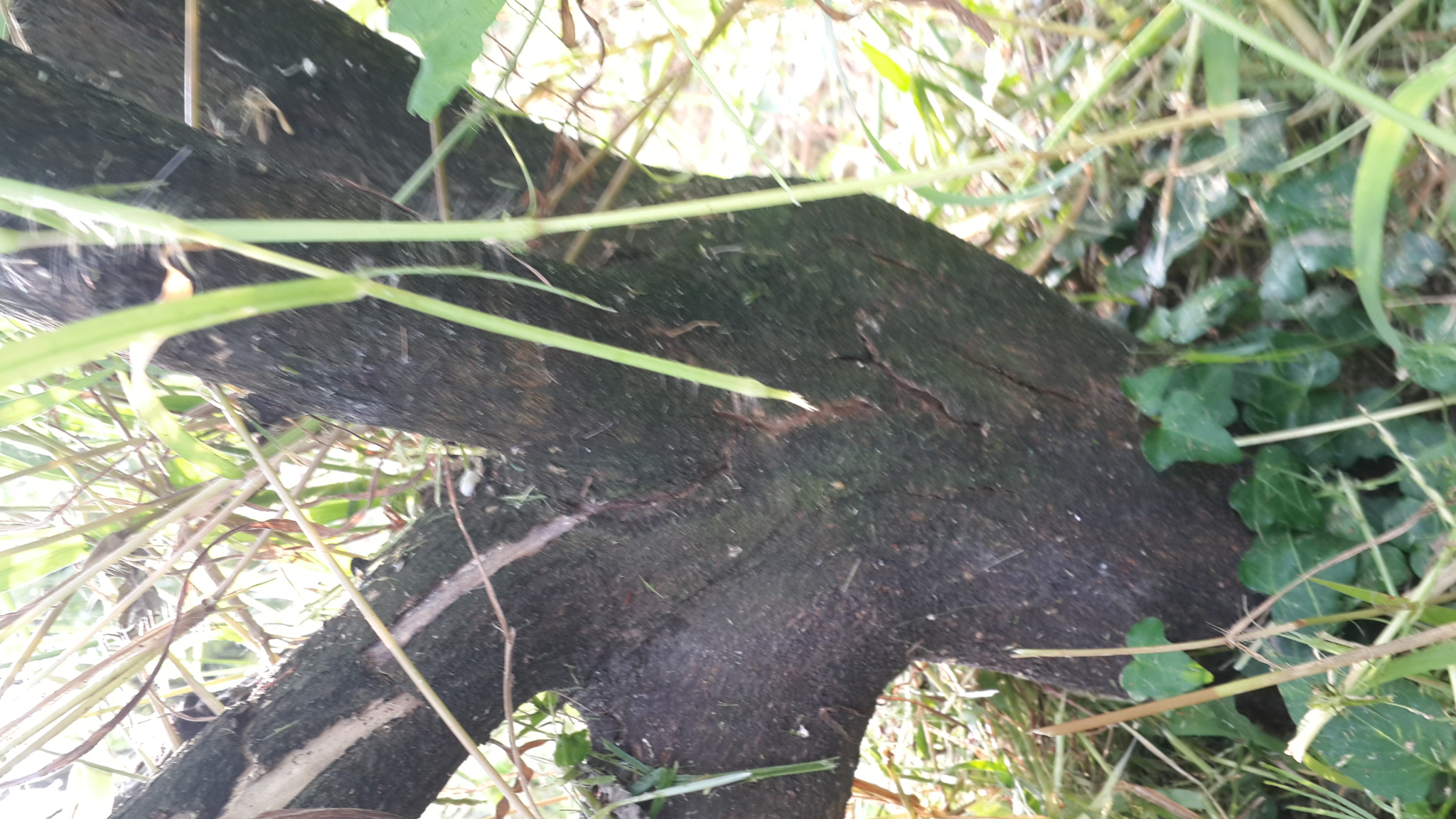 감귤나무 수지병 문의 드립니다.