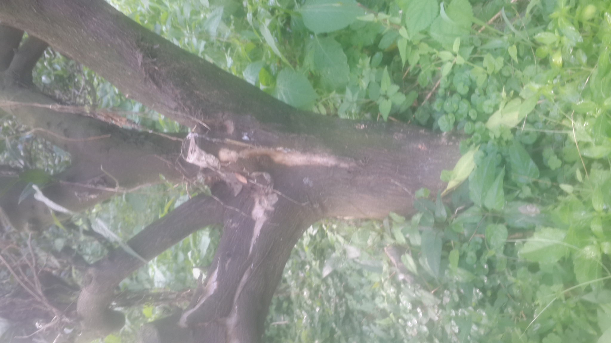 감귤나무 수지병 문의 드립니다.