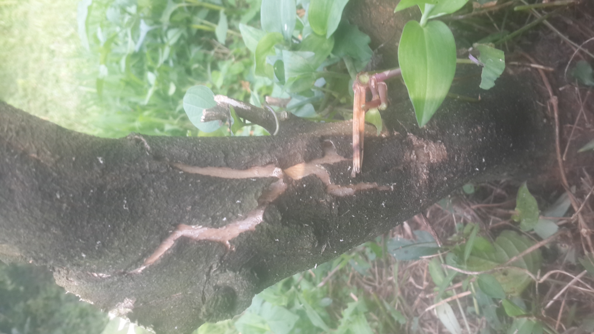 감귤나무 수지병 문의 드립니다.