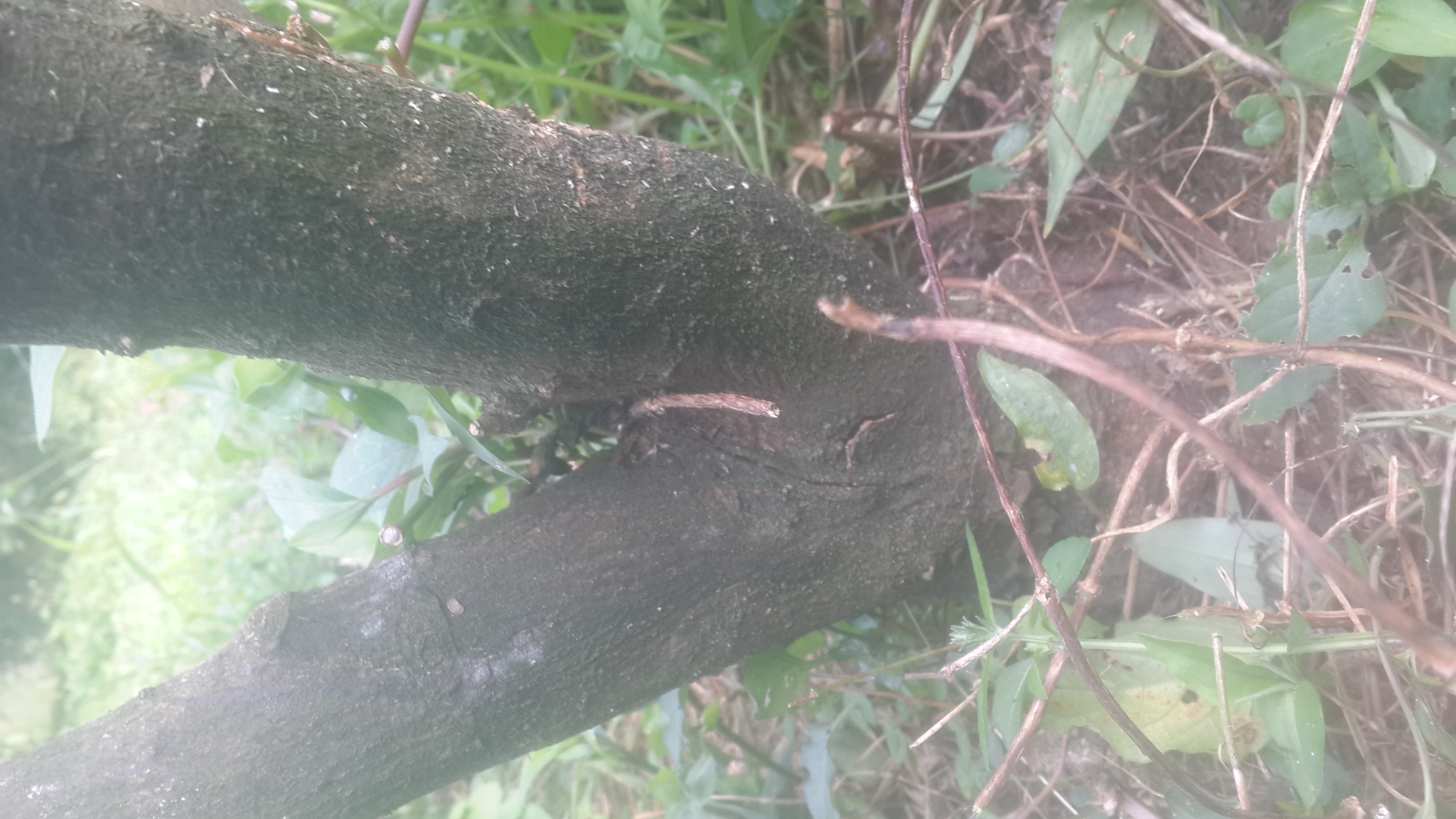 감귤나무 수지병 문의 드립니다.