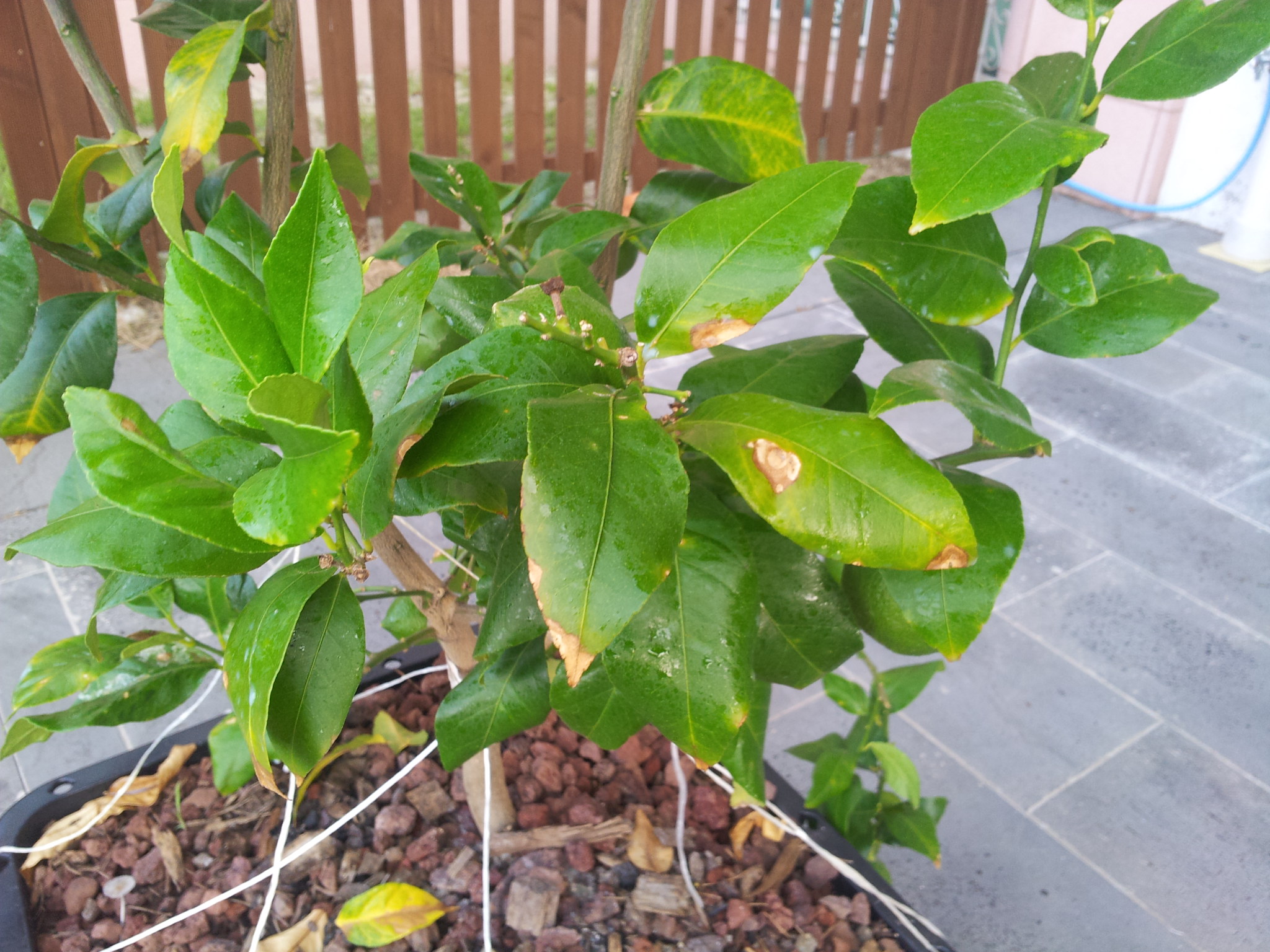 레몬나무가 이상해요.