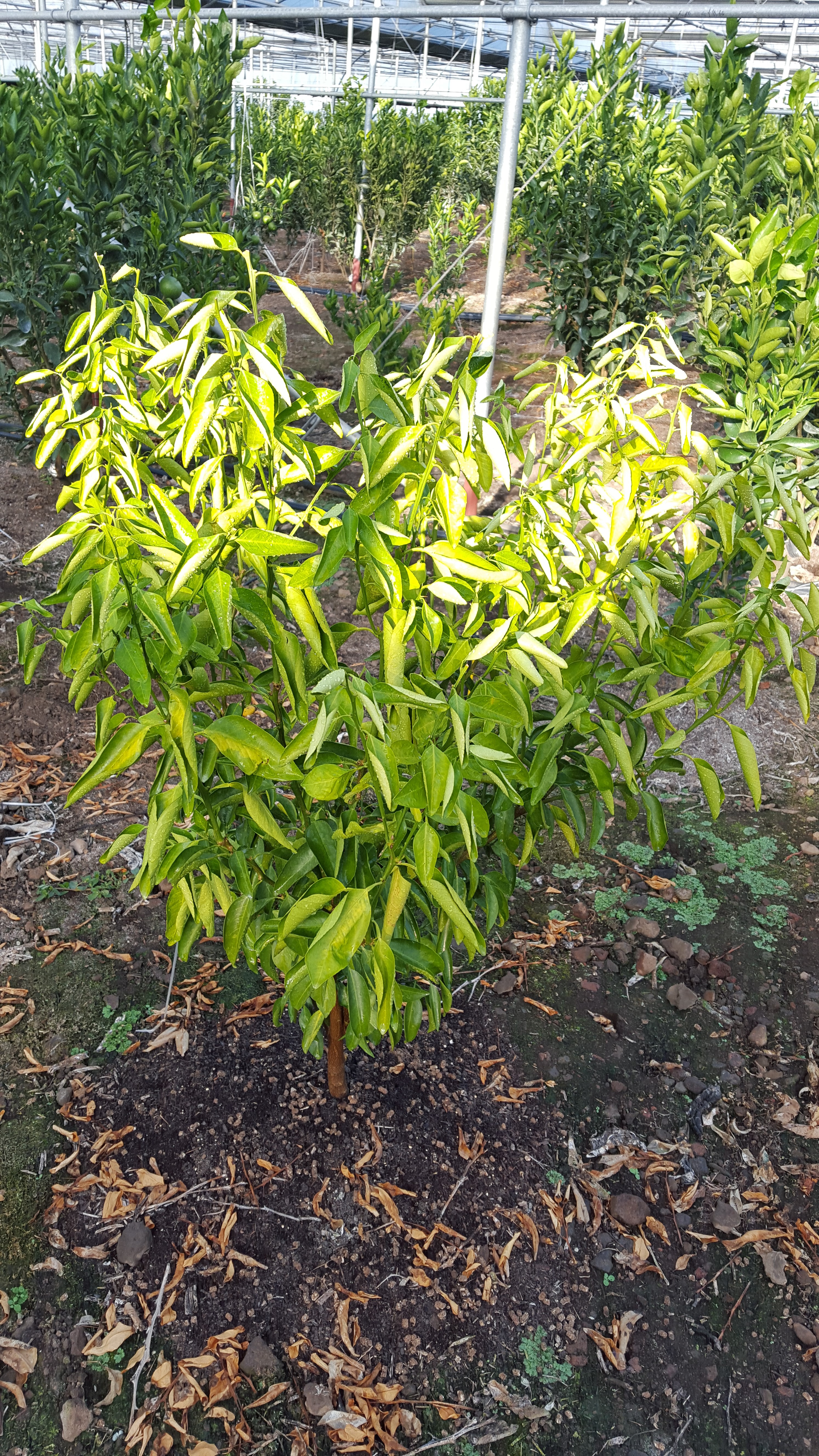 귤나무 피해 증상 및 왕겨 사용 문의