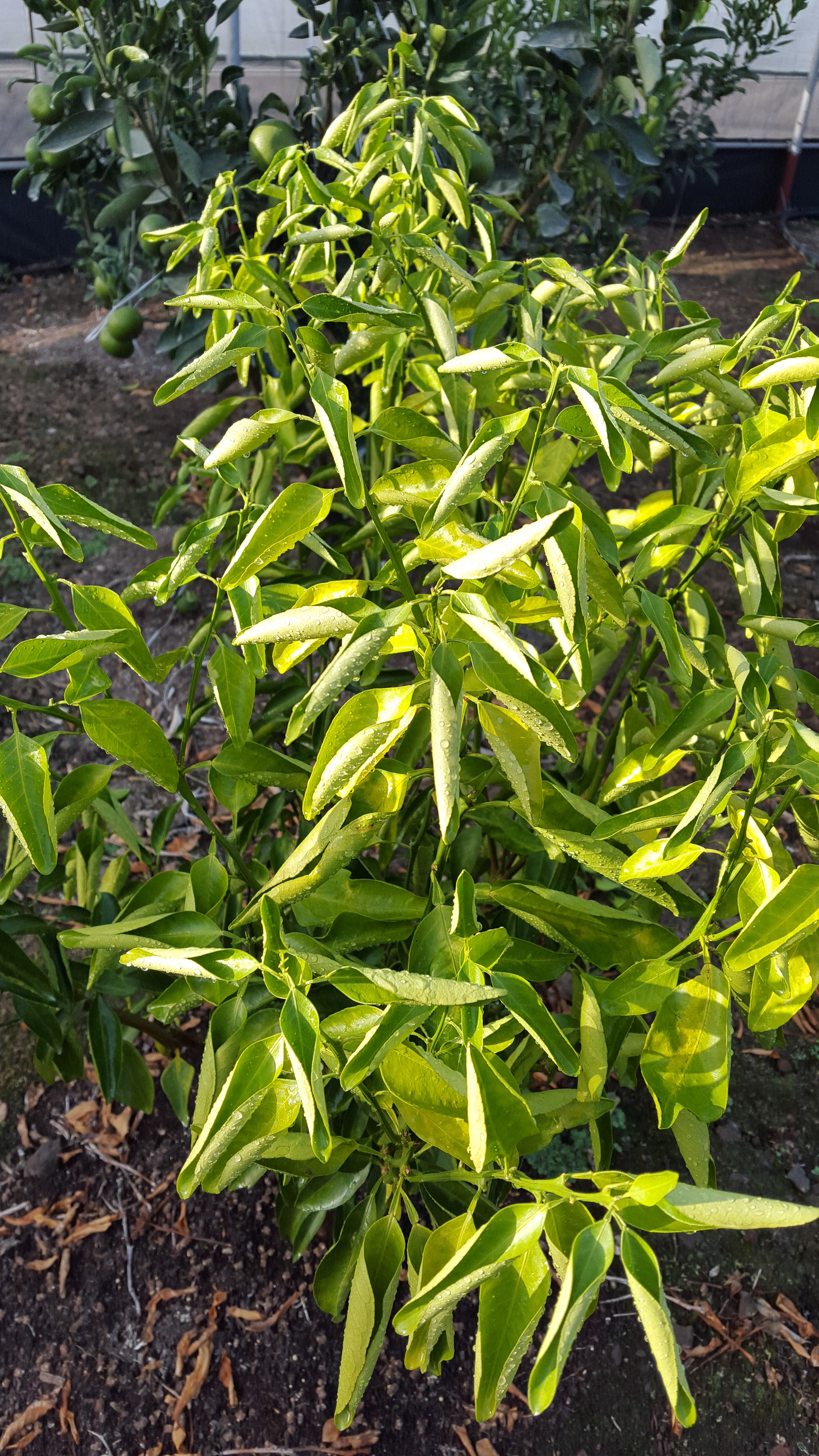 귤나무 피해 증상 및 왕겨 사용 문의