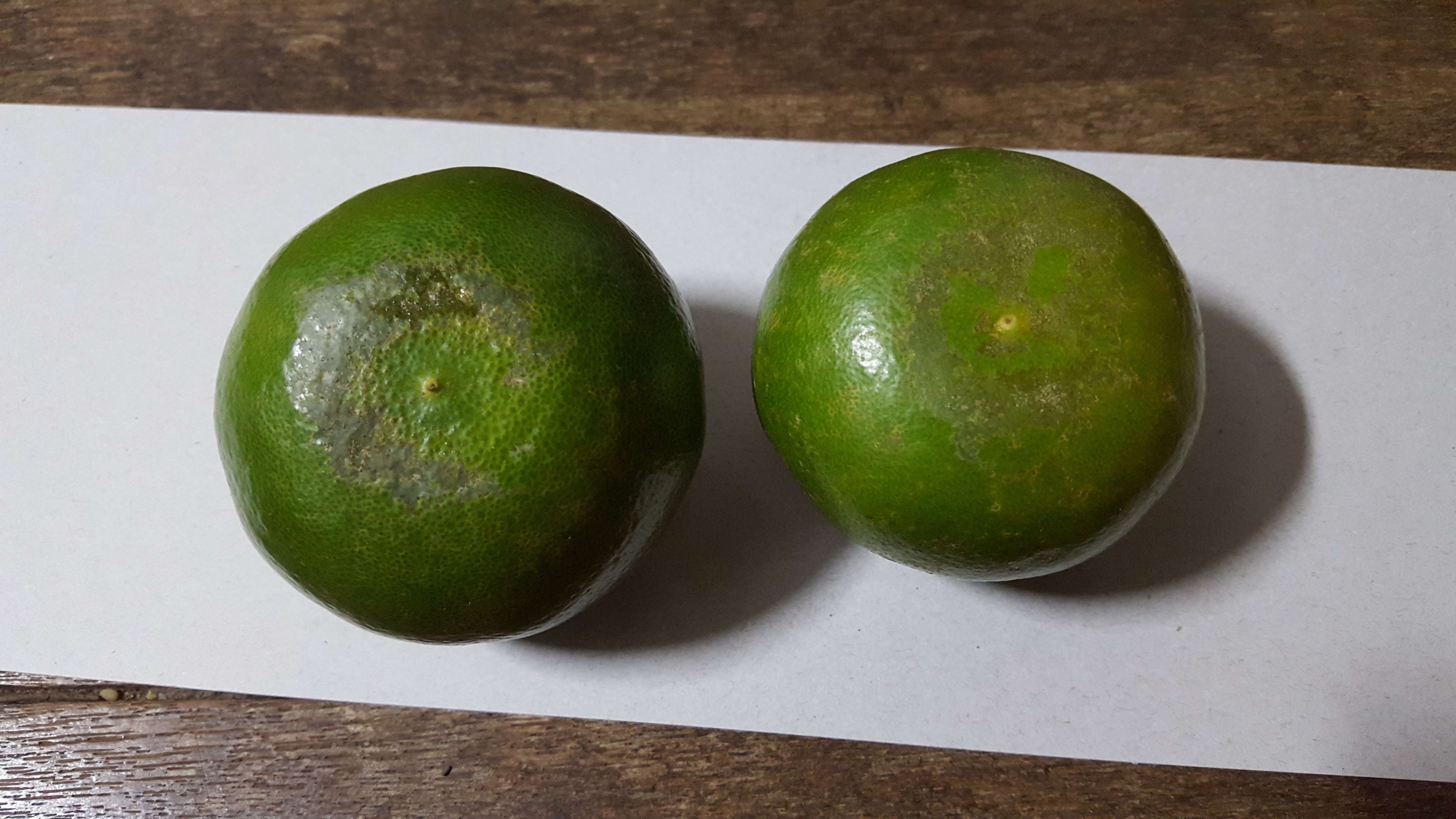 감귤 증상 문의