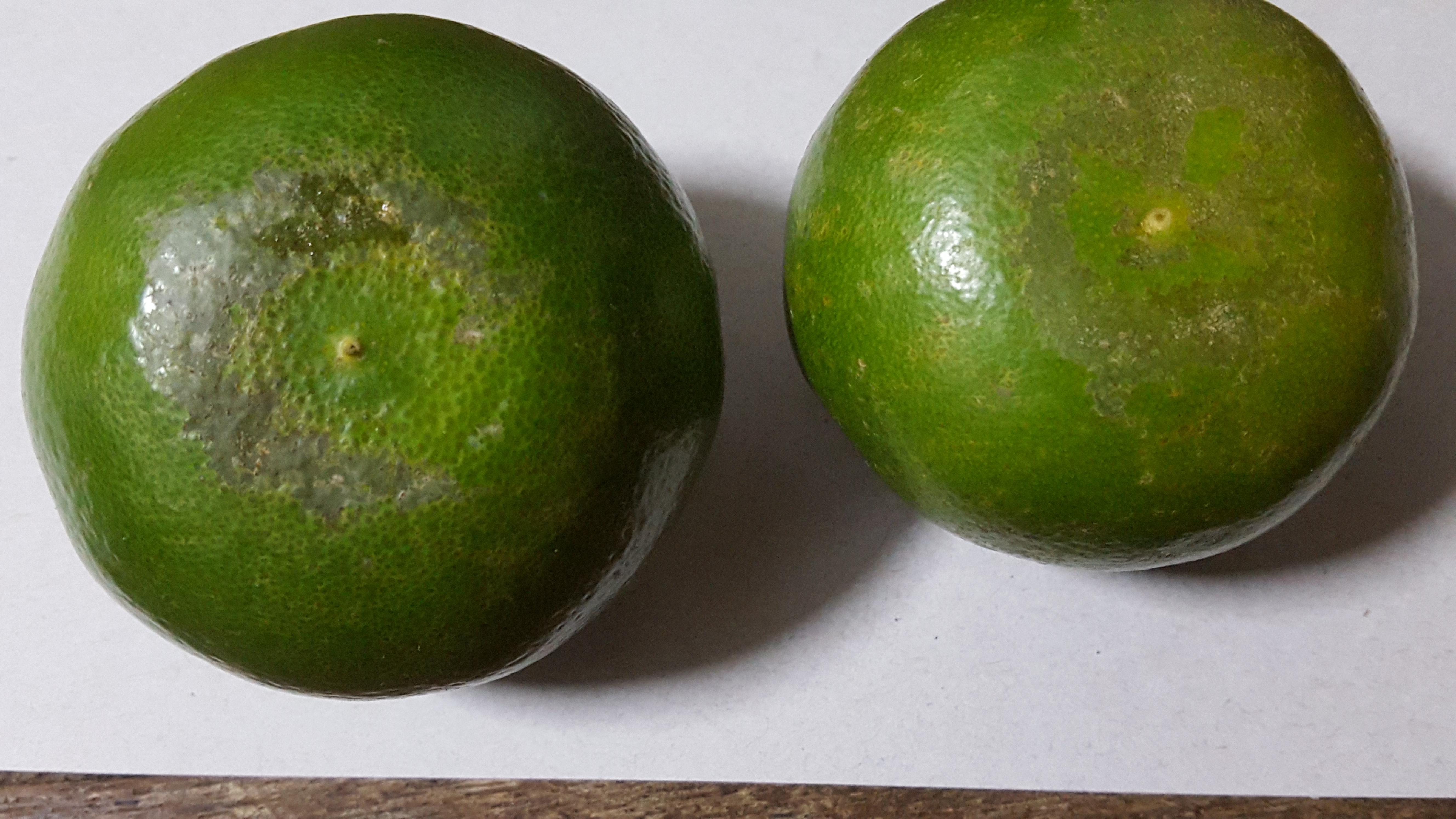 감귤 증상 문의