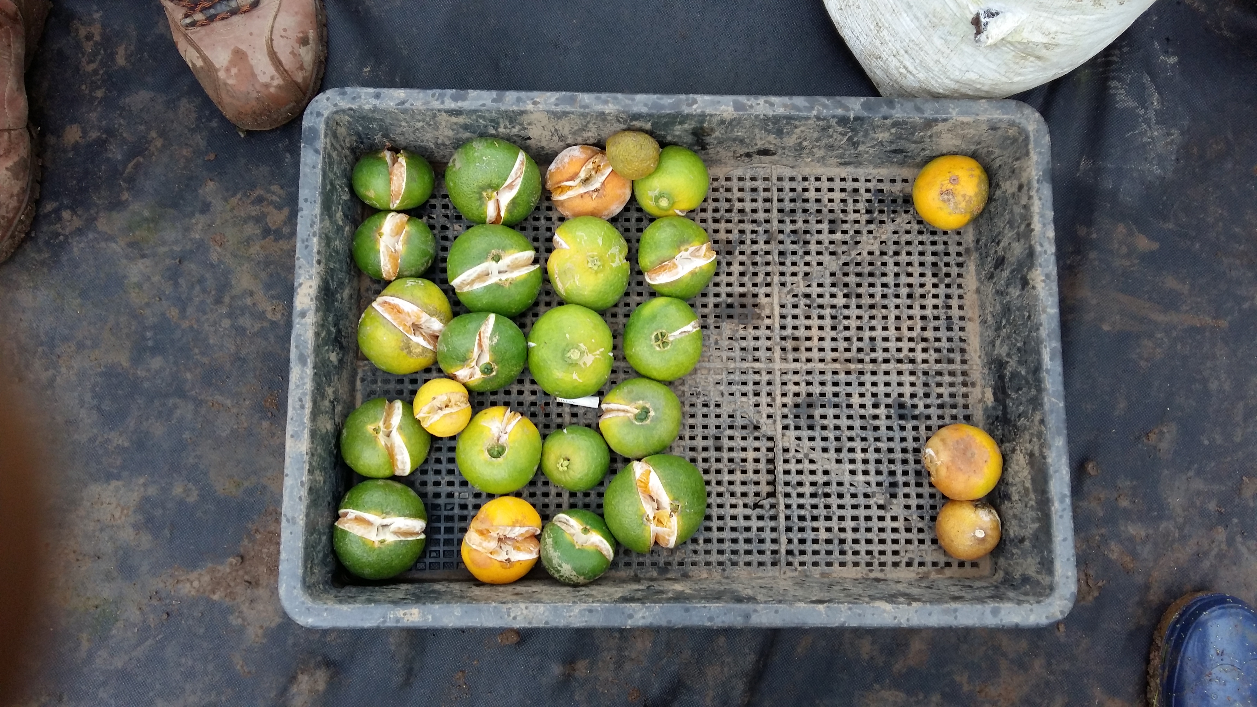 열과가 나오네요