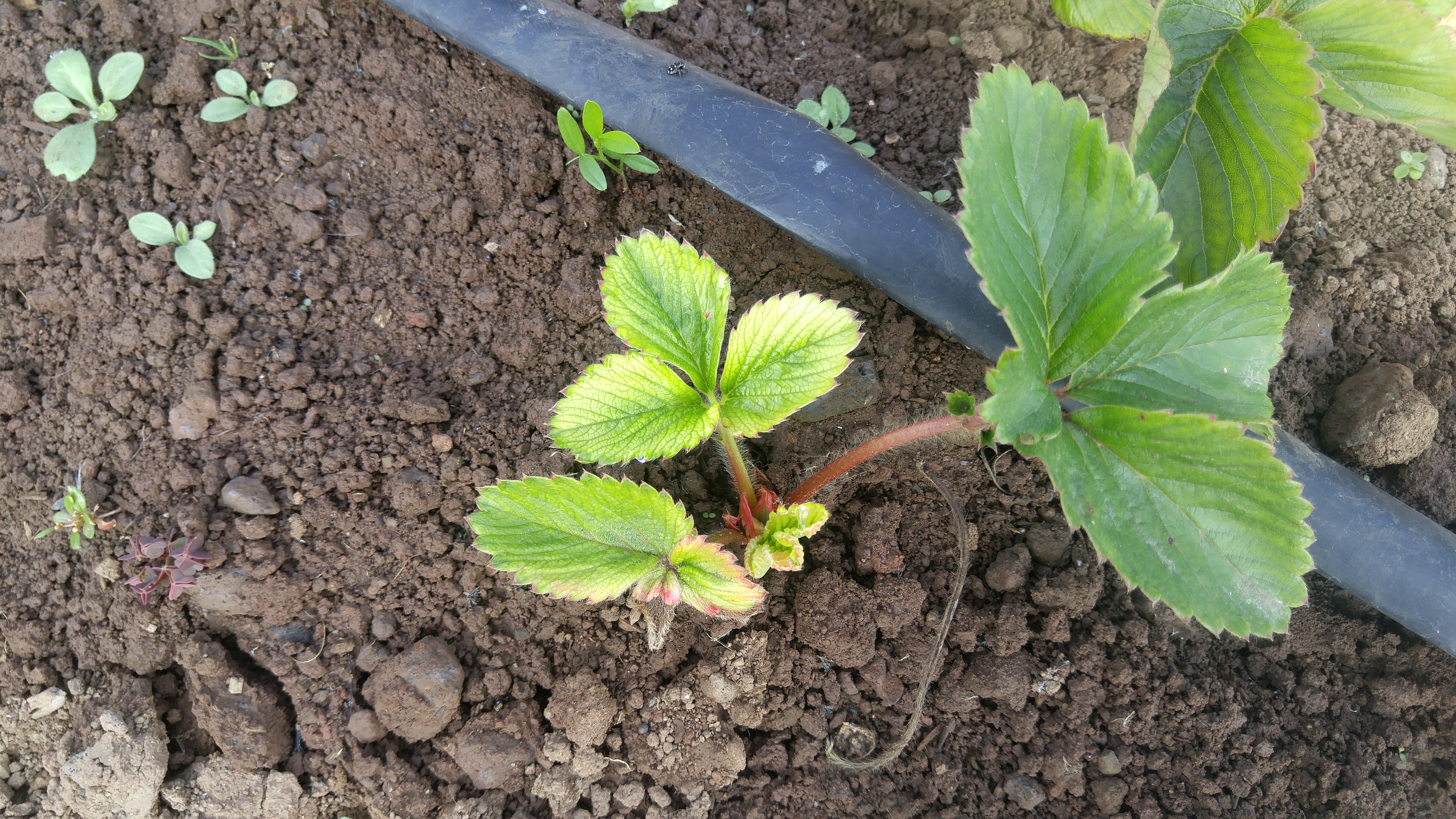 노지딸기 증상및 예방법