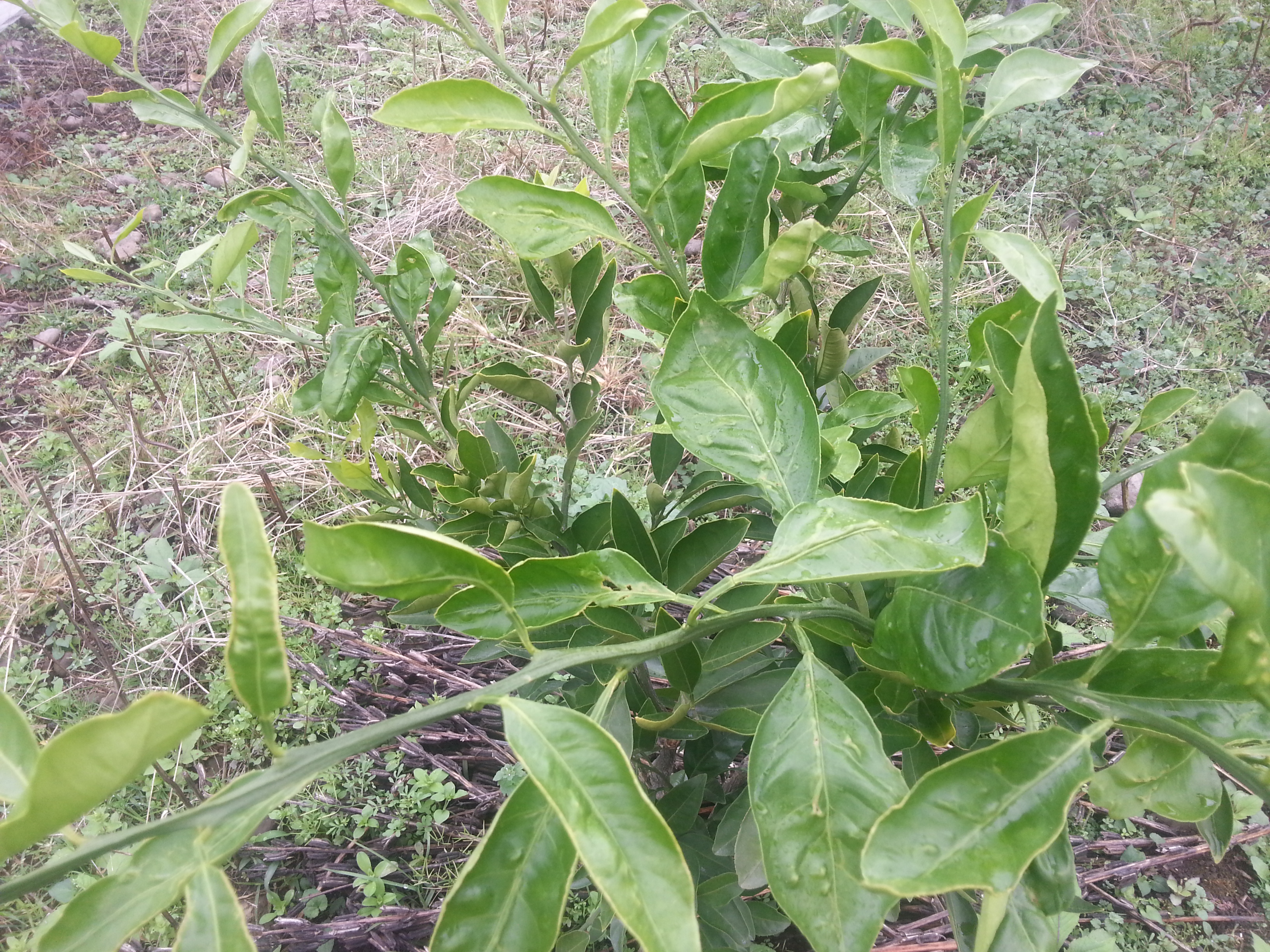 노지극조생 귤나무 잎 피해 문의