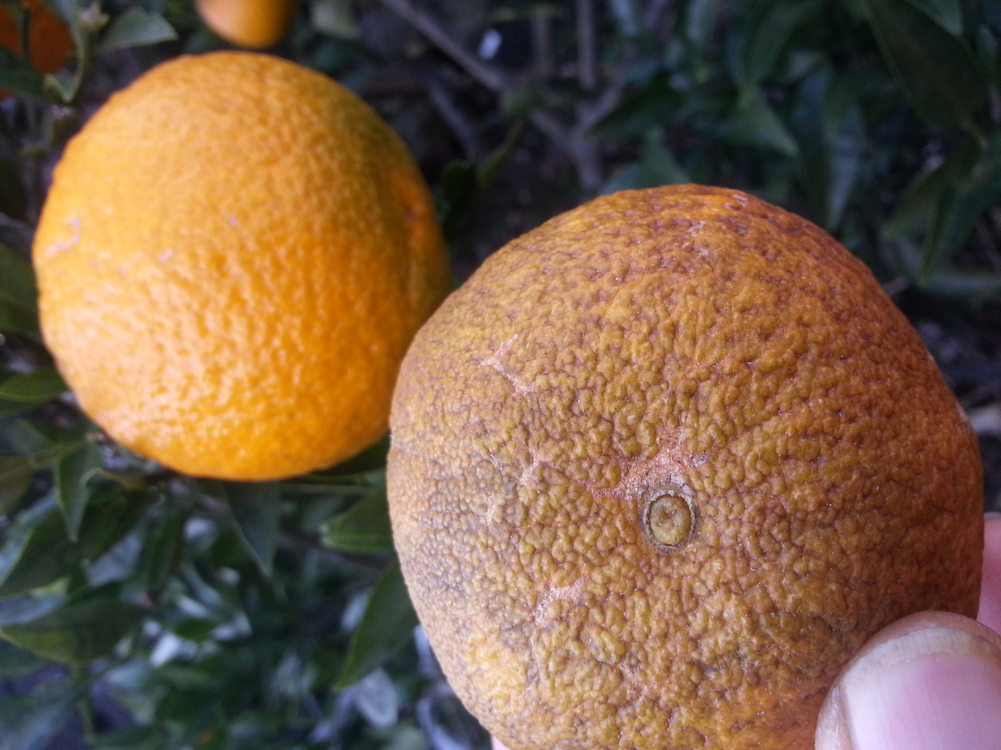 감귤 피해 원인과 해결방법이 무엇인지요??