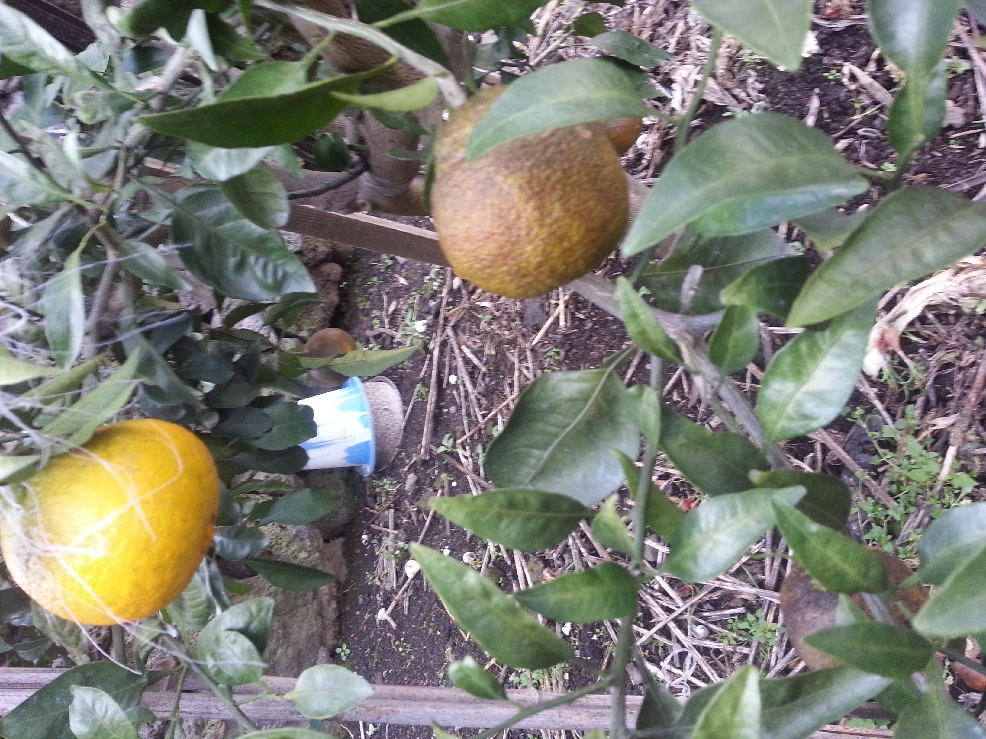 감귤 피해 원인과 해결방법이 무엇인지요??