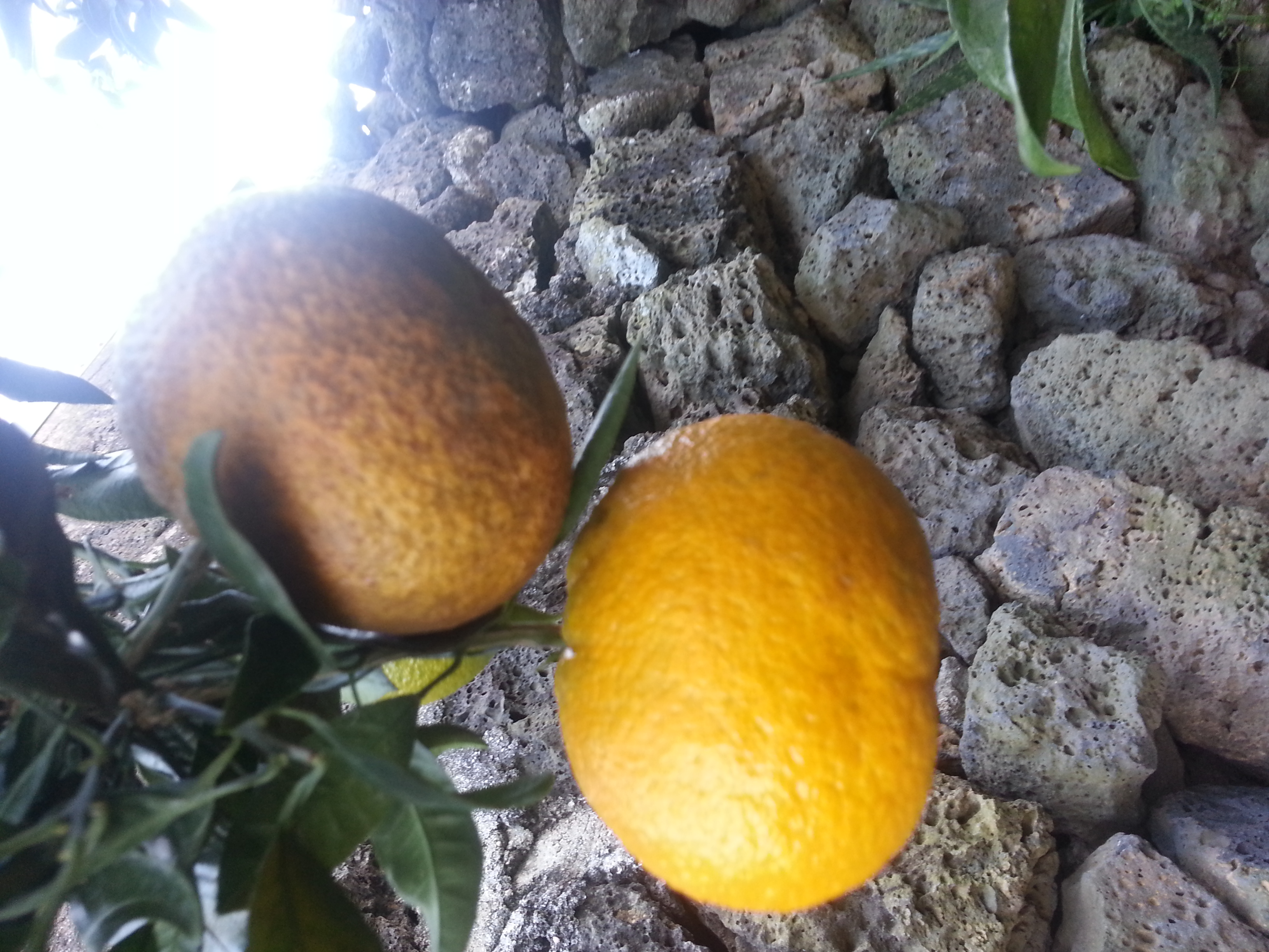 감귤 피해 원인과 해결방법이 무엇인지요??