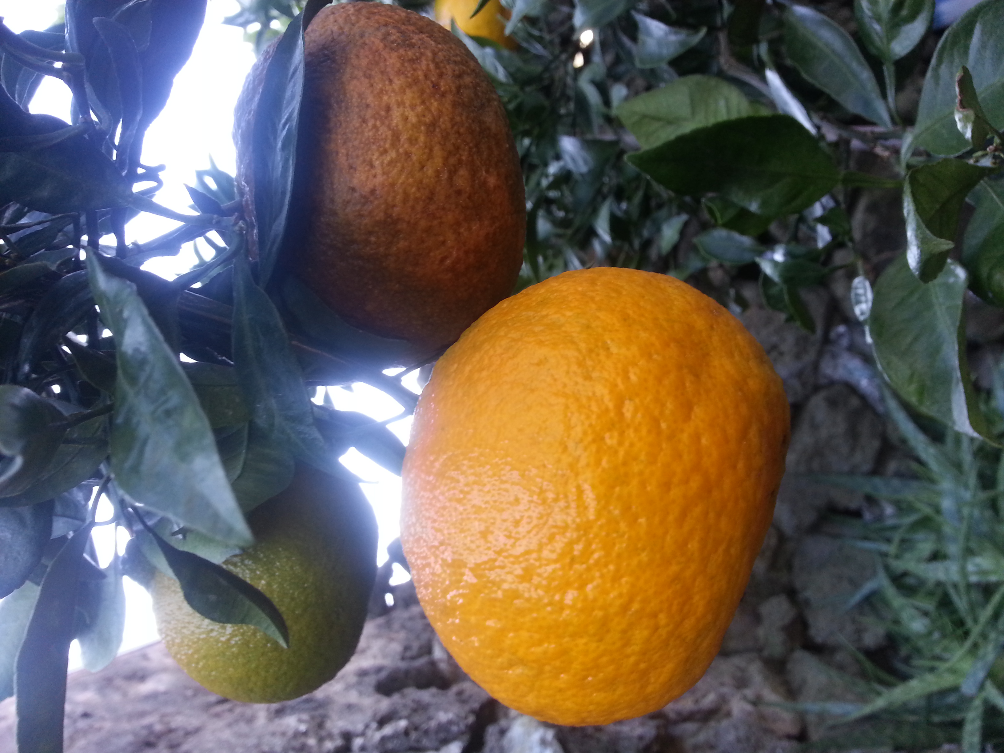 감귤 피해 원인과 해결방법이 무엇인지요??