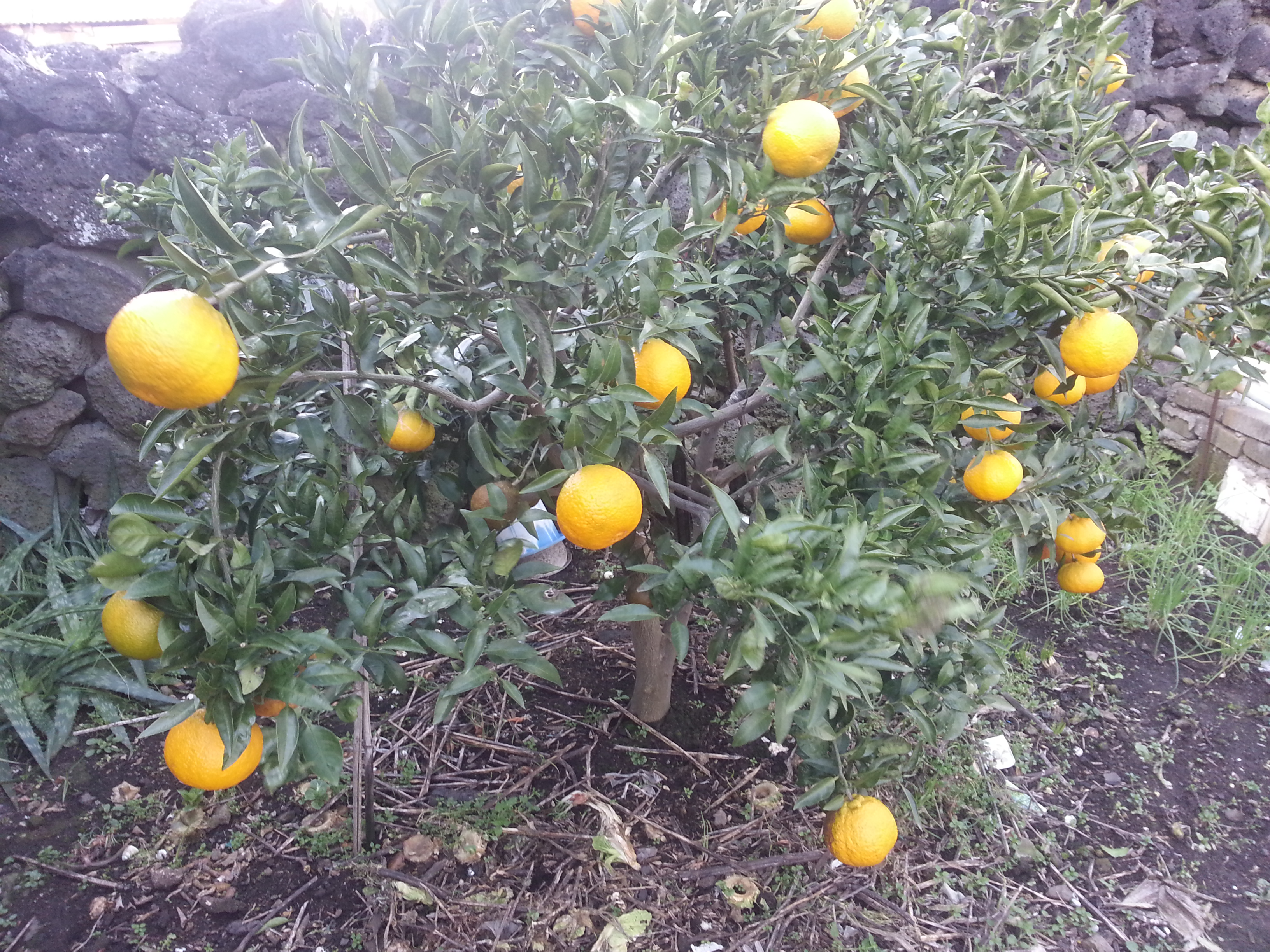 감귤 피해 원인과 해결방법이 무엇인지요??