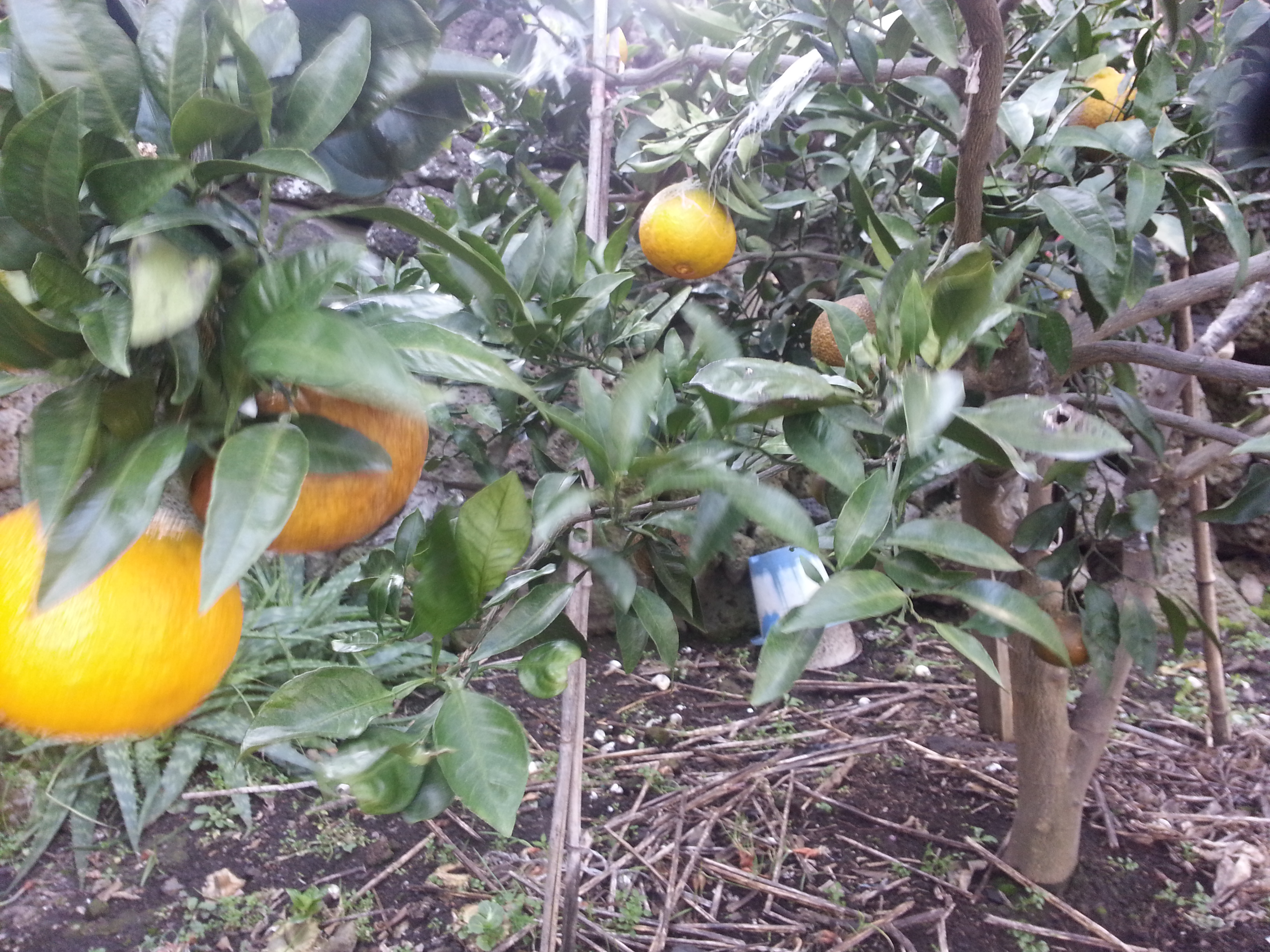 감귤 피해 원인과 해결방법이 무엇인지요??