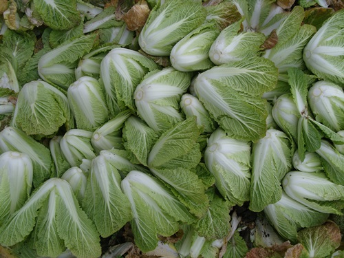 얼갈이배추 수확(1.16일, 애월 상귀)