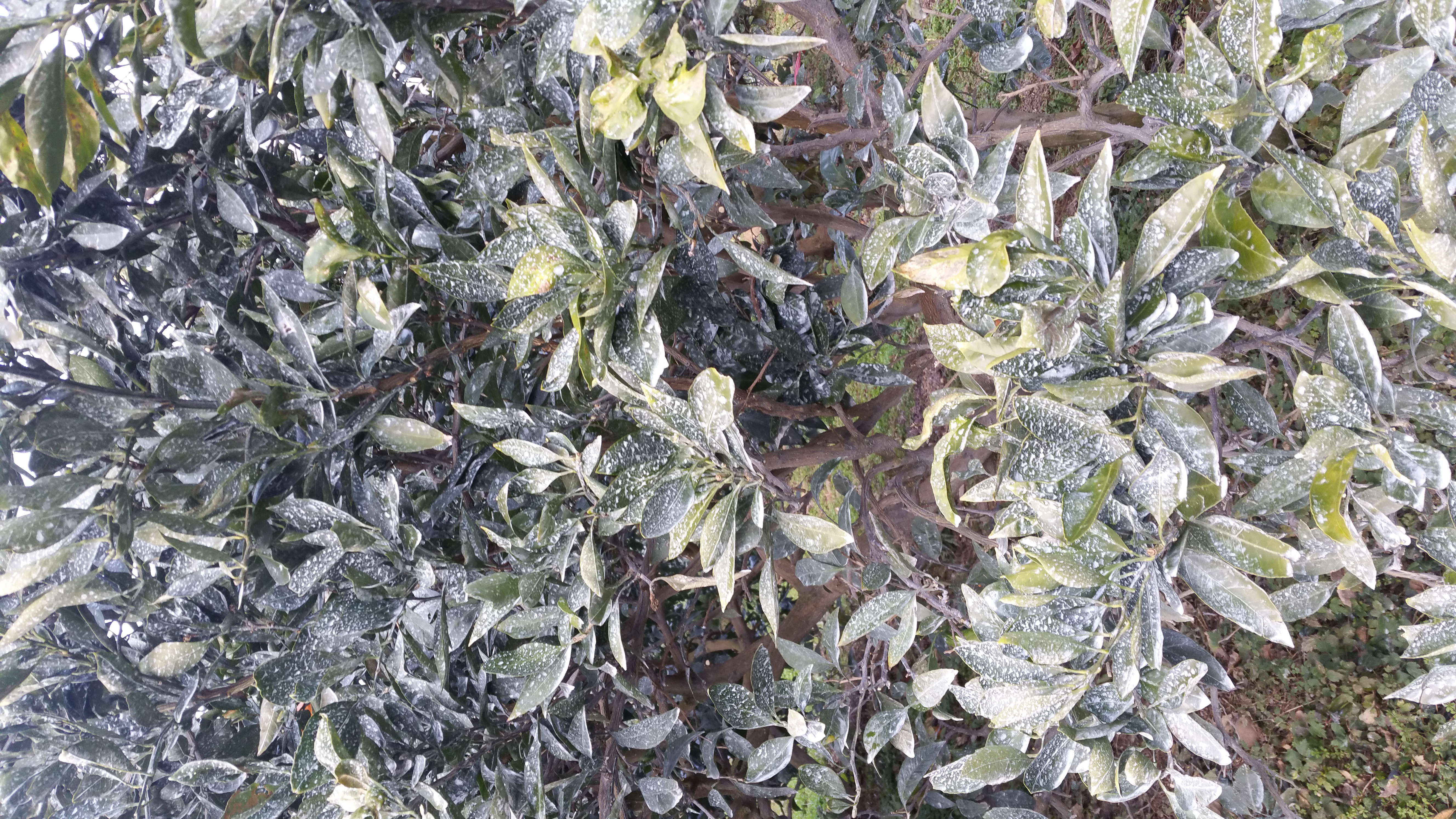 감귤 질문입니다.