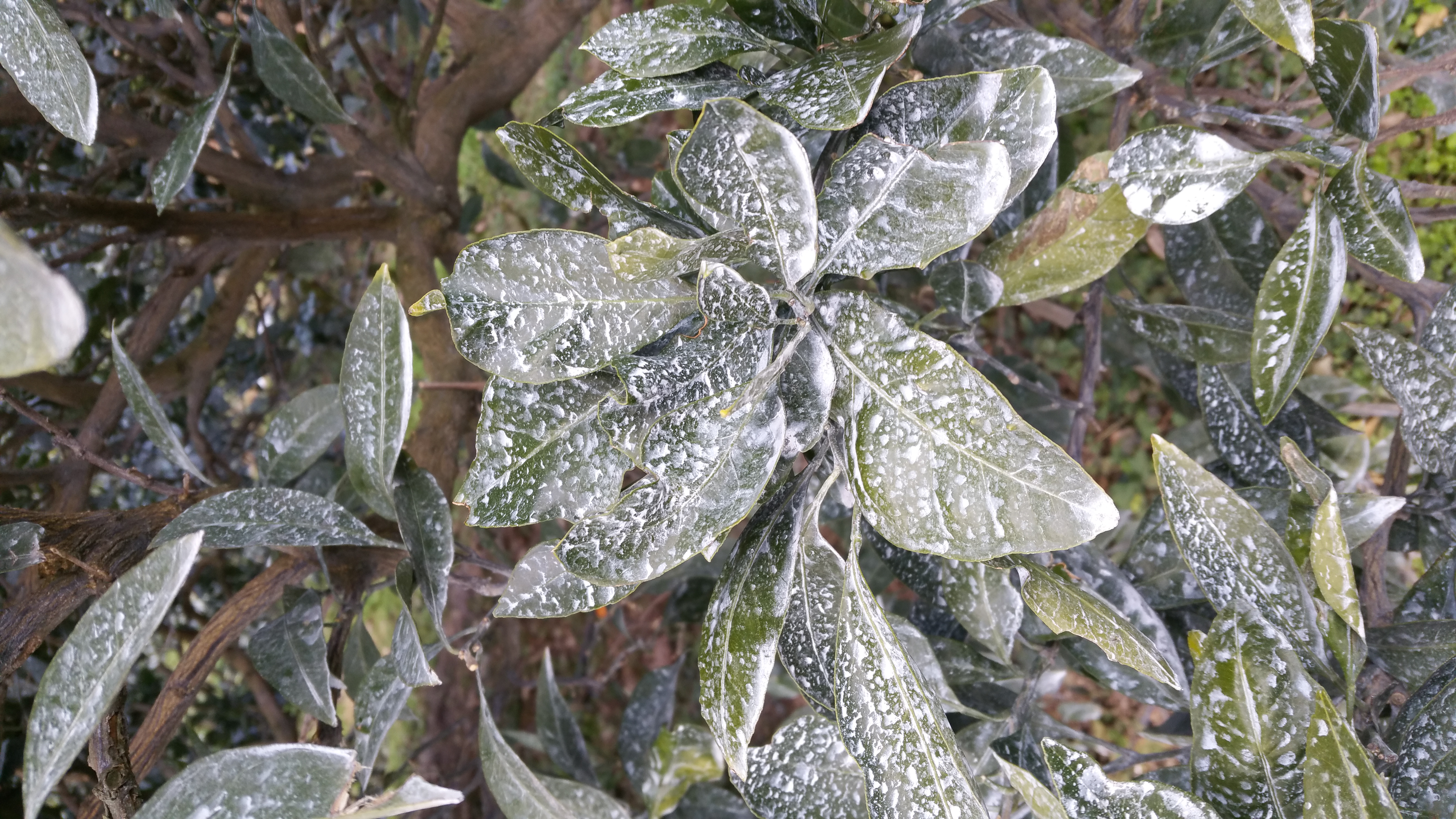 감귤 질문입니다.