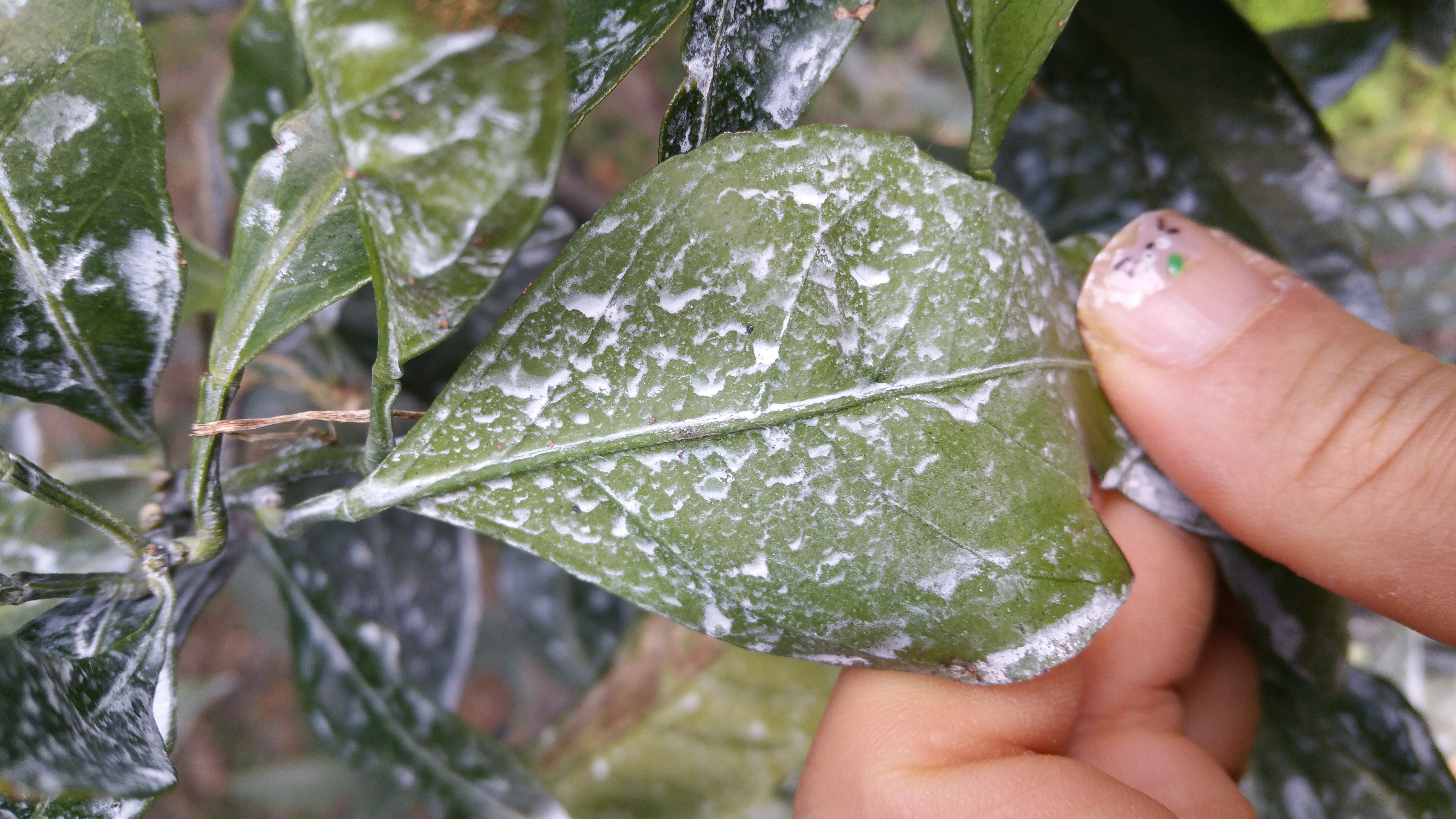 감귤 질문입니다.