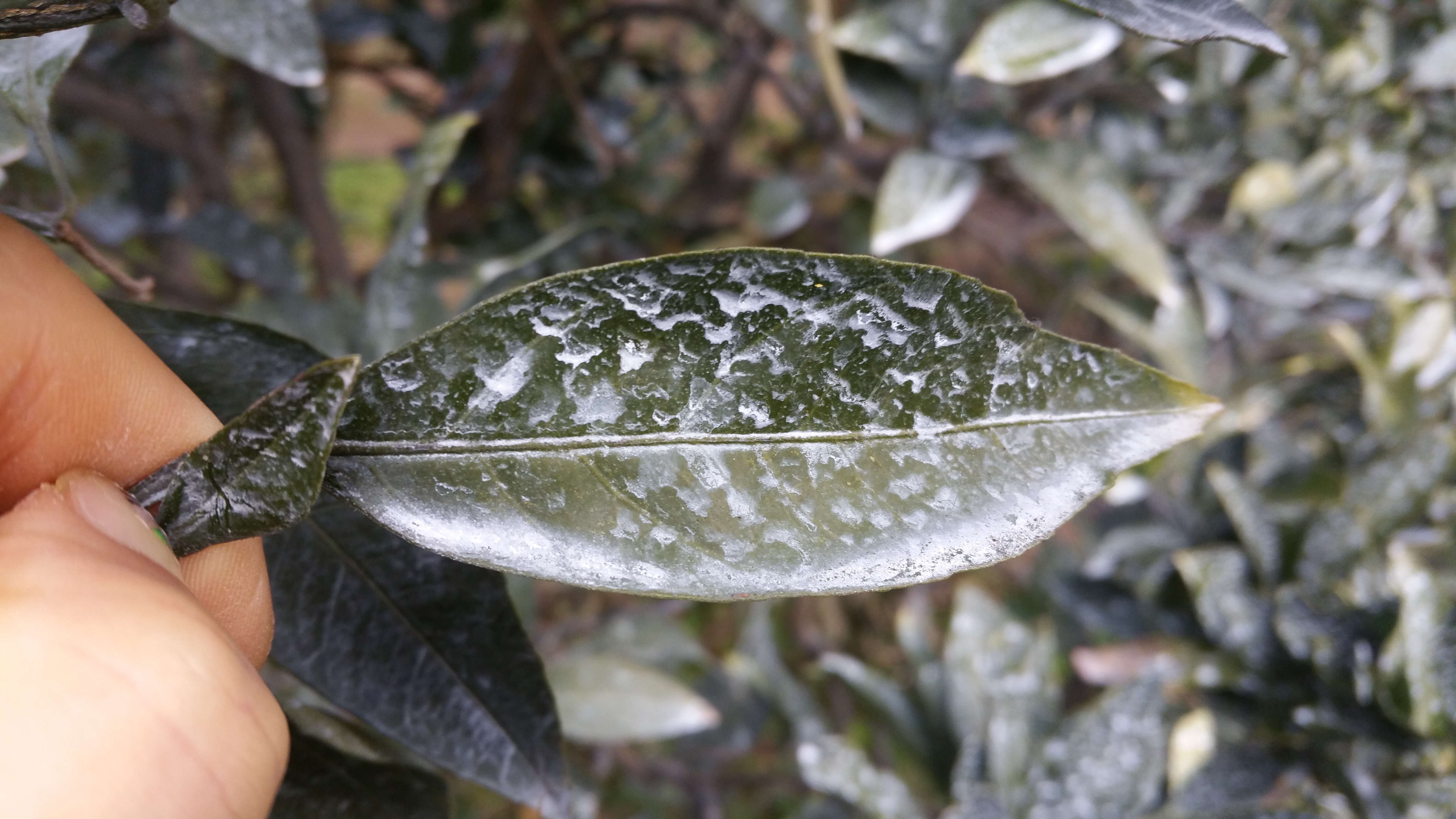 감귤 질문입니다.