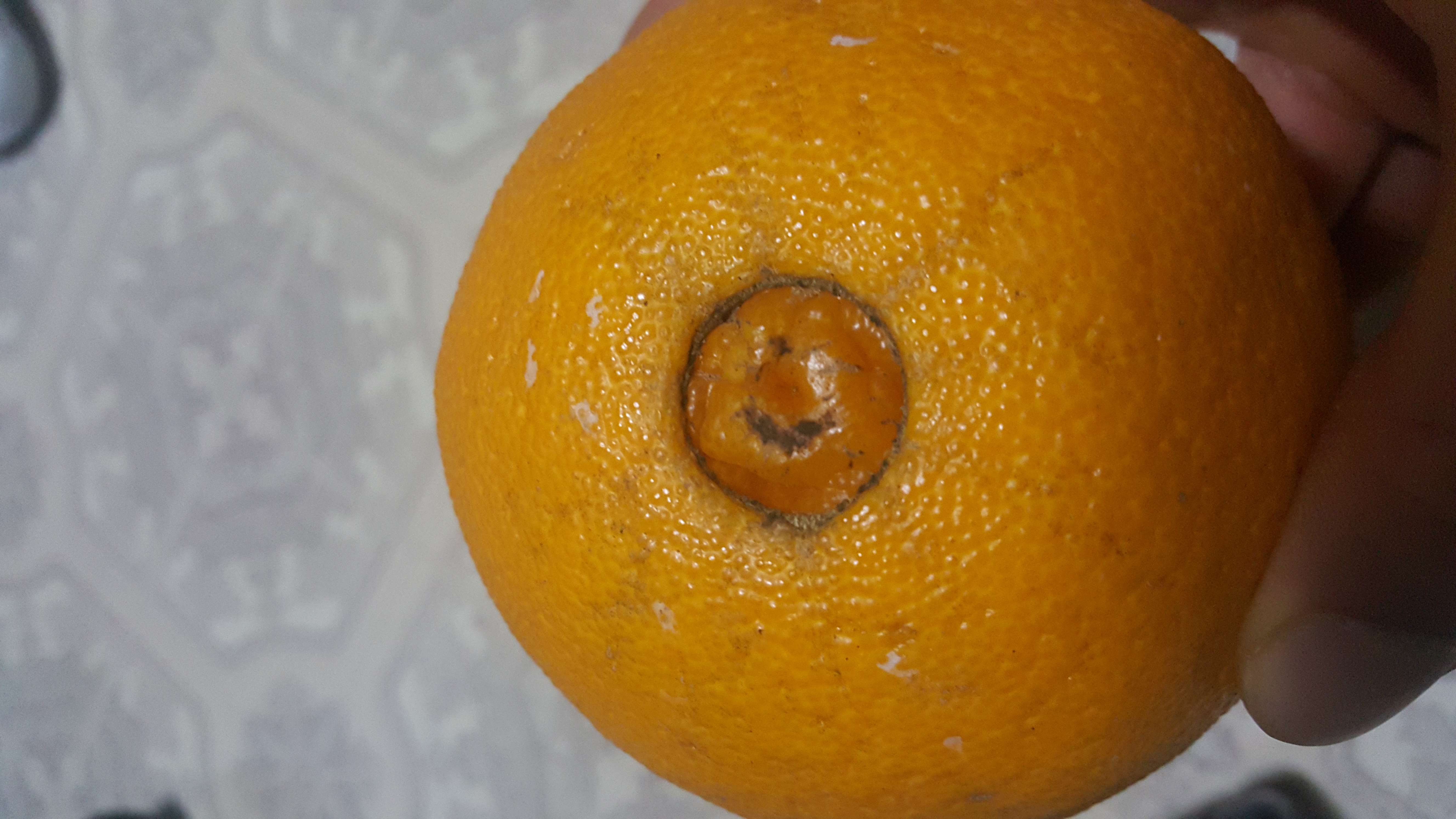 한라봉 열매 관련