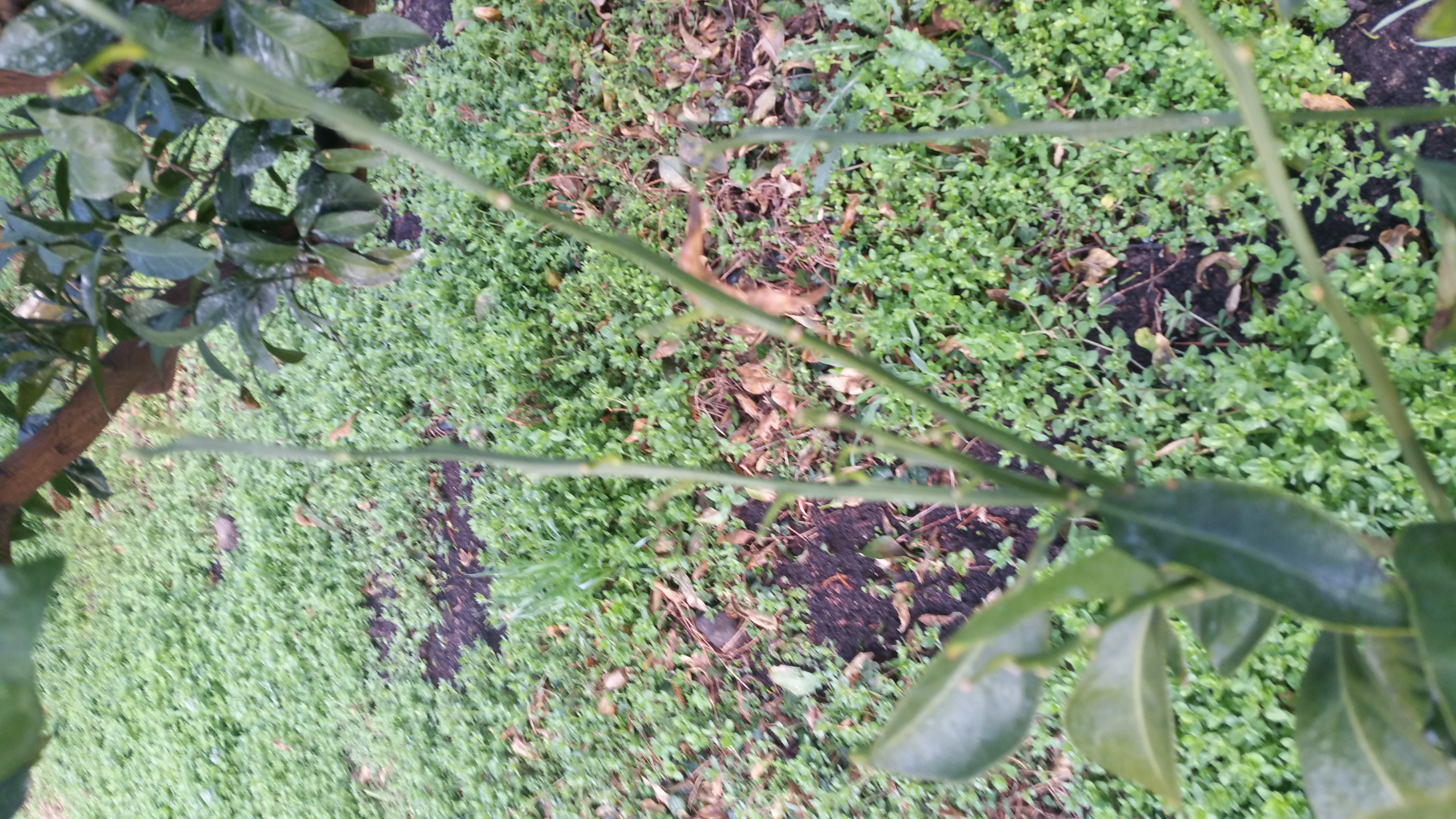 감귤 질문드립니다.