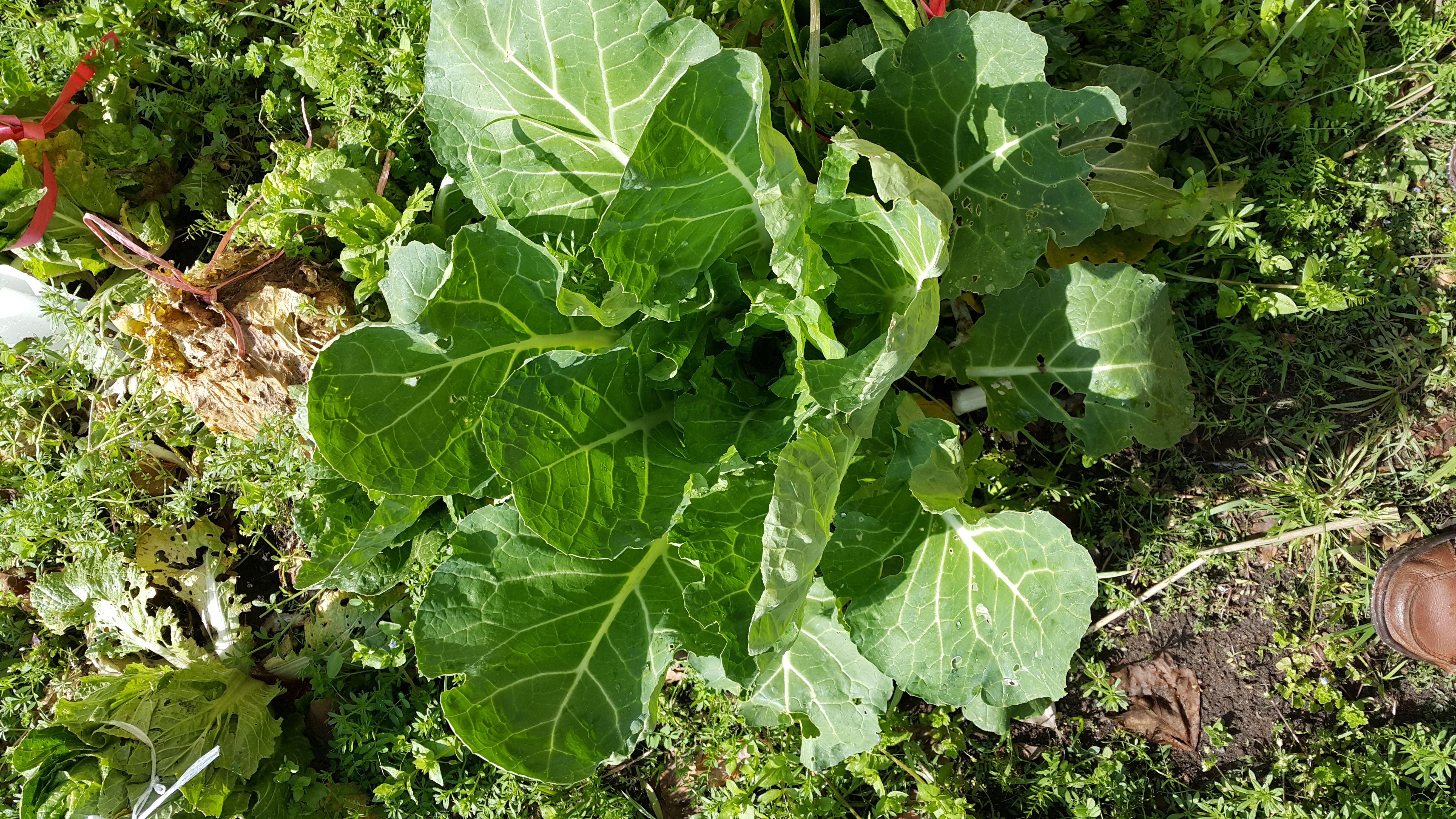 배추씨를 뿌렸는데 유독 하나만 다르게 자라요