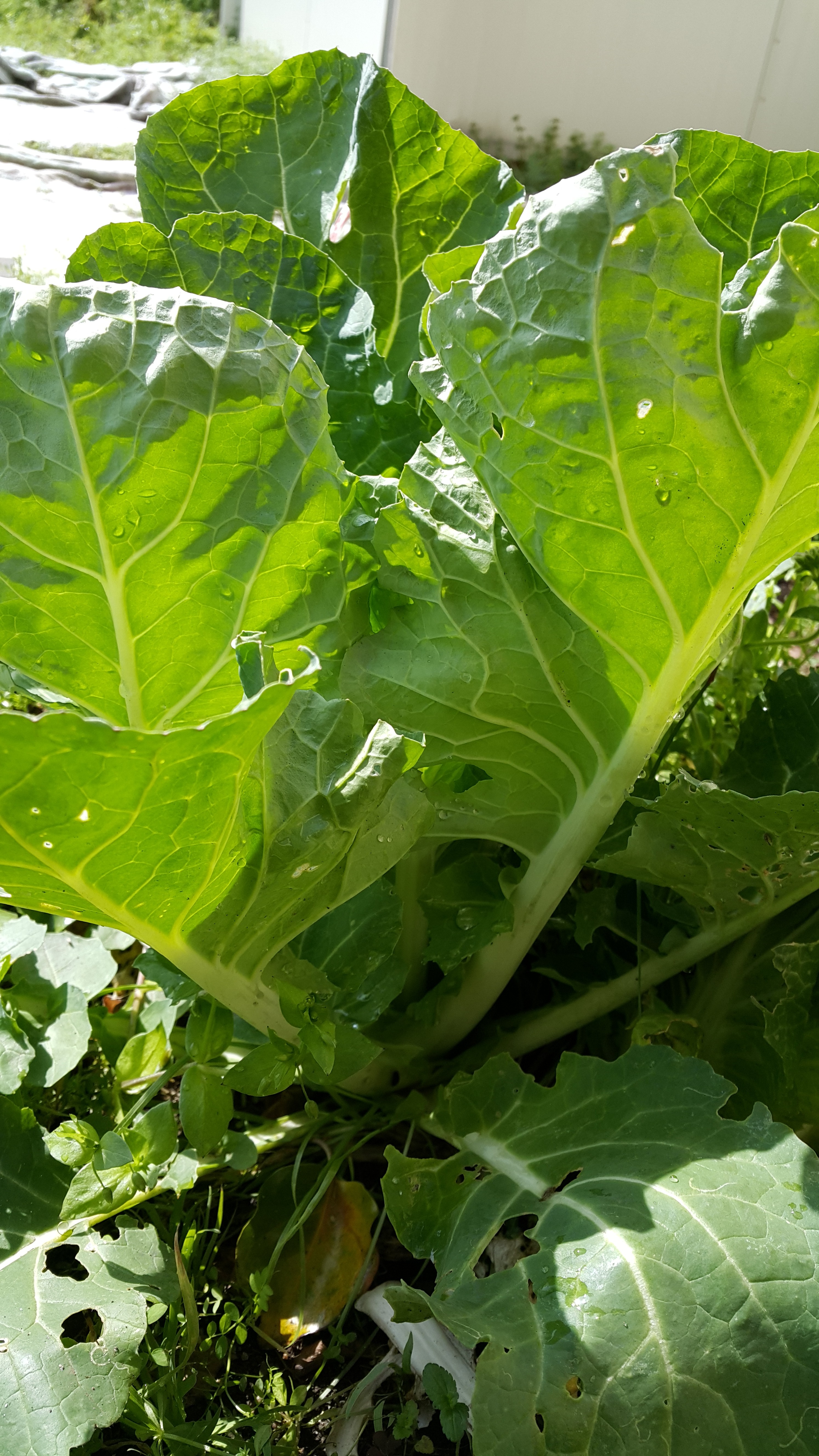 배추씨를 뿌렸는데 유독 하나만 다르게 자라요