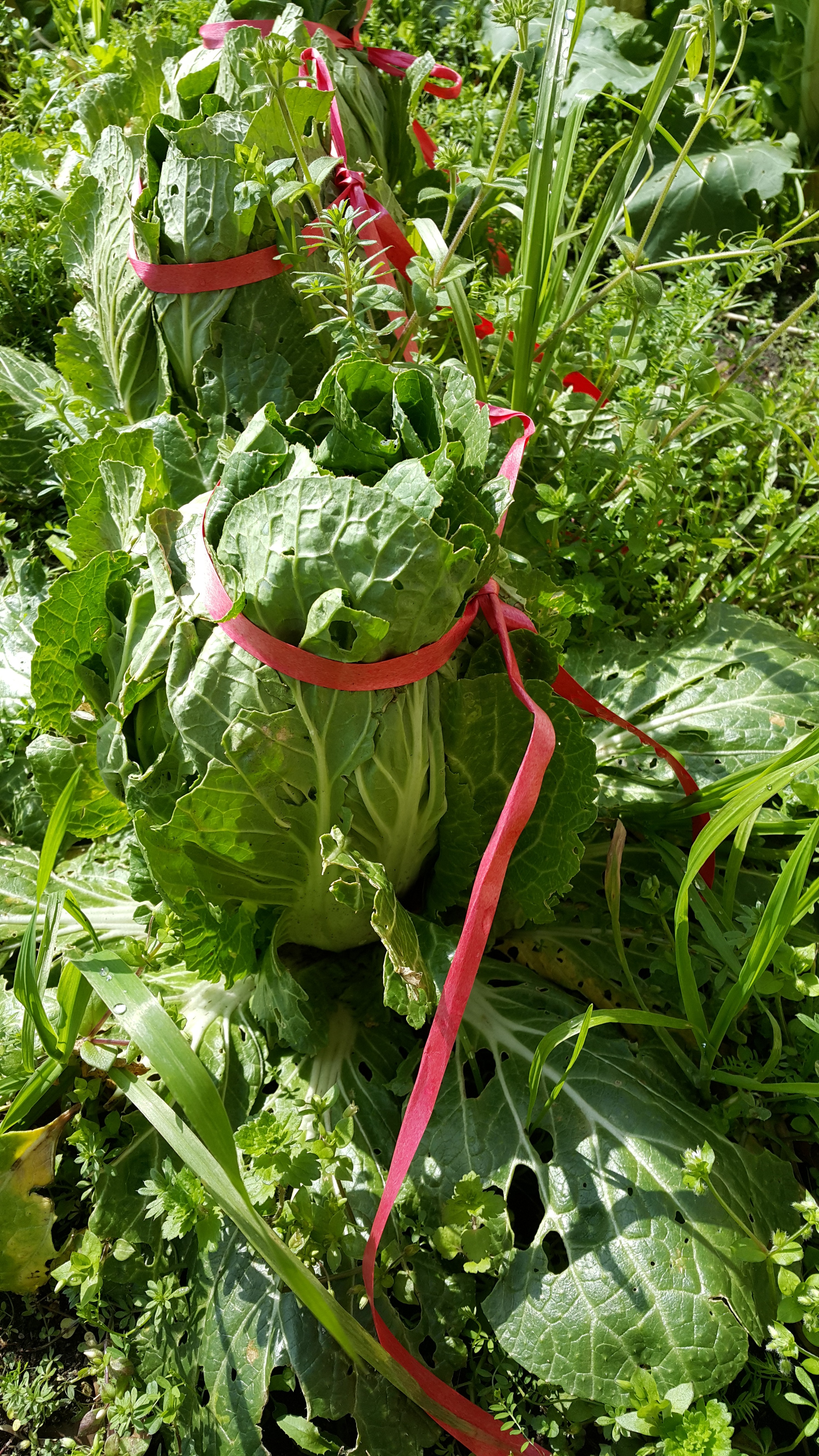 배추씨를 뿌렸는데 유독 하나만 다르게 자라요
