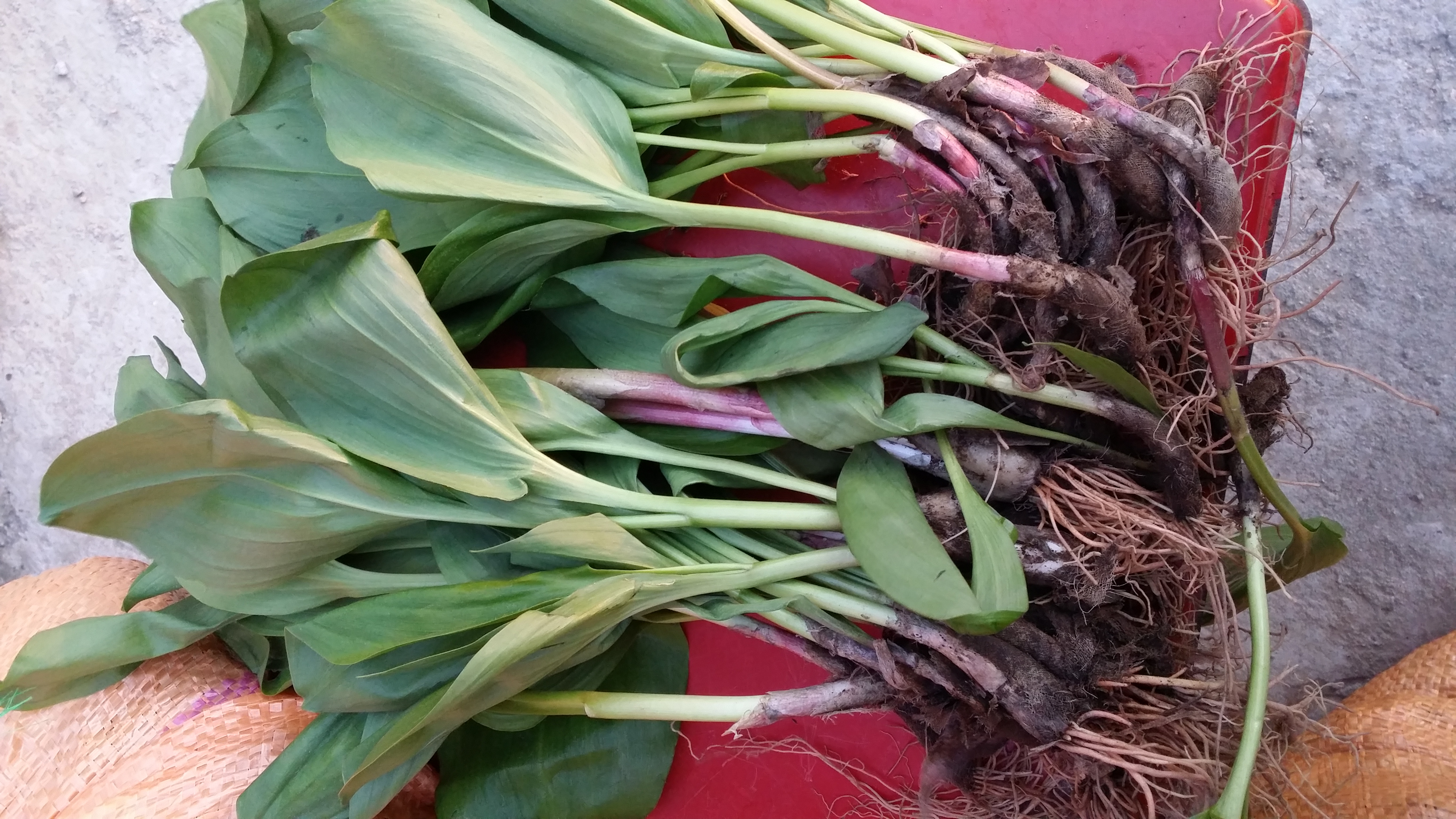 울릉도 산마늘 종근  관심있으신분